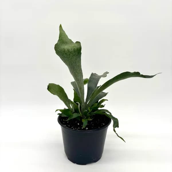 Fern Staghorn Fern Staghorn - Perfect 6 inch house plant for indoor or outdoor (when fear of frost is gone). Great for summer patios and shade containers. Please call the studio for pricing for available containers.