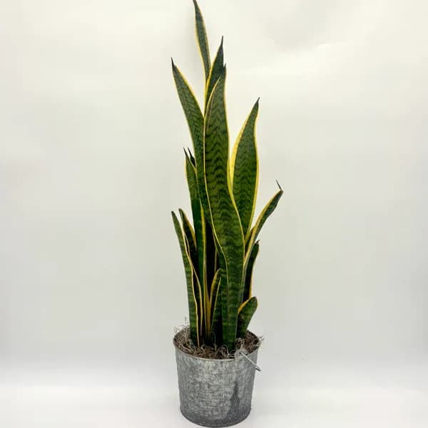 Snake Plant Snake Plant - Beautiful snake plant in a tin container