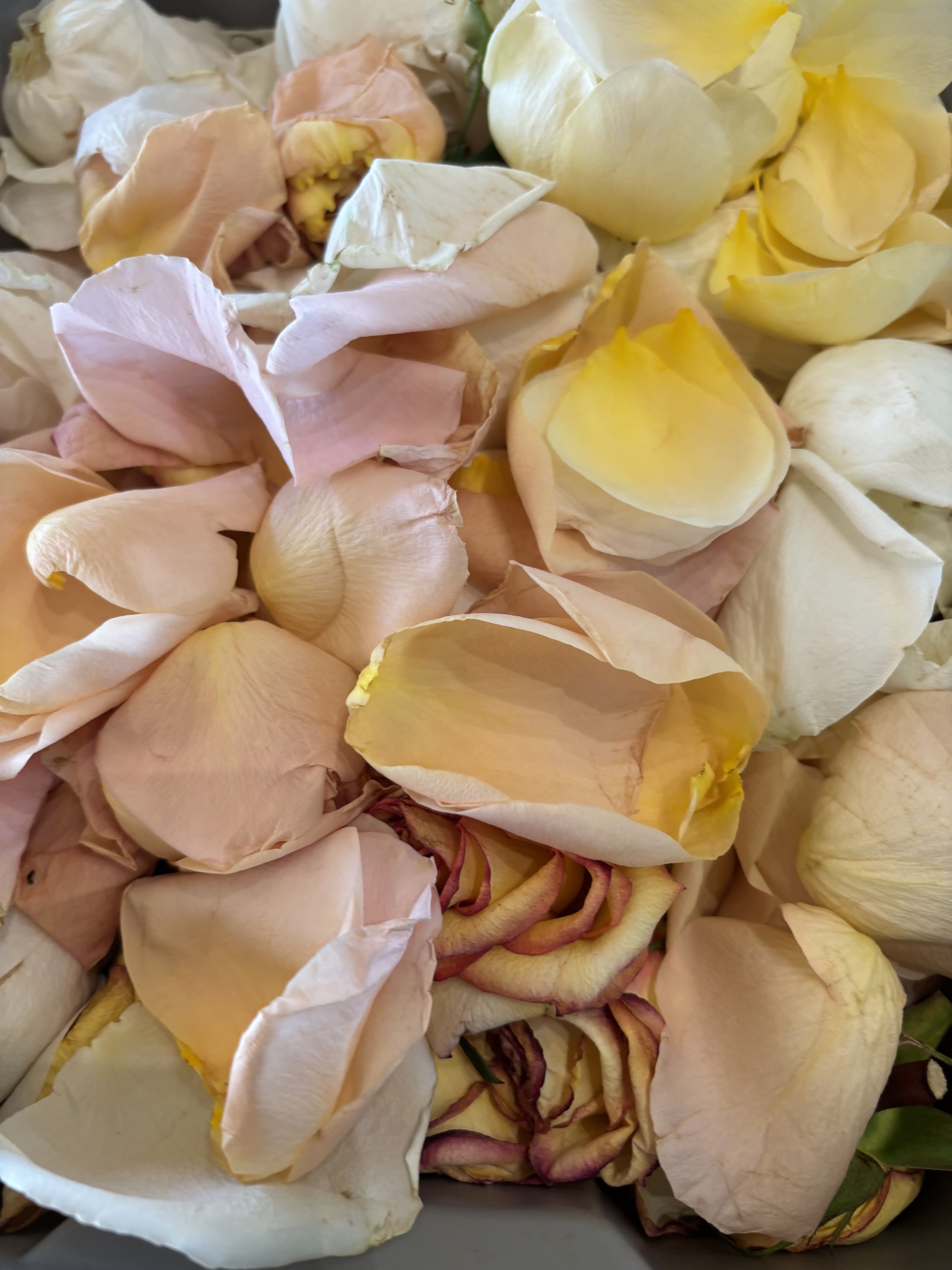 Freshly Dried Rose Petals Freshly Dried Rose Petals - (1) Dozen Dries Rose Petals - Boxed
