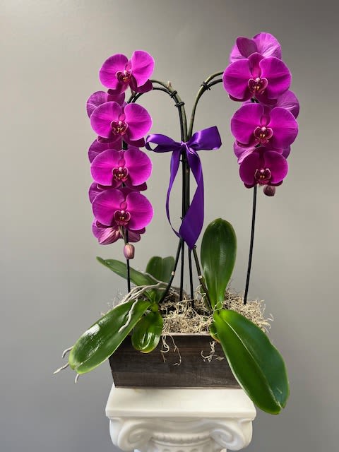 DOUBLE DEEP PURPLE ORCHID GARDEN - This Orchid is such a gorgeous color! A double stem with numerous buds will provide months of enjoyment by the recipient. Once the blooms fade, orchids rebloom so they will enjoy this plant for years to come.