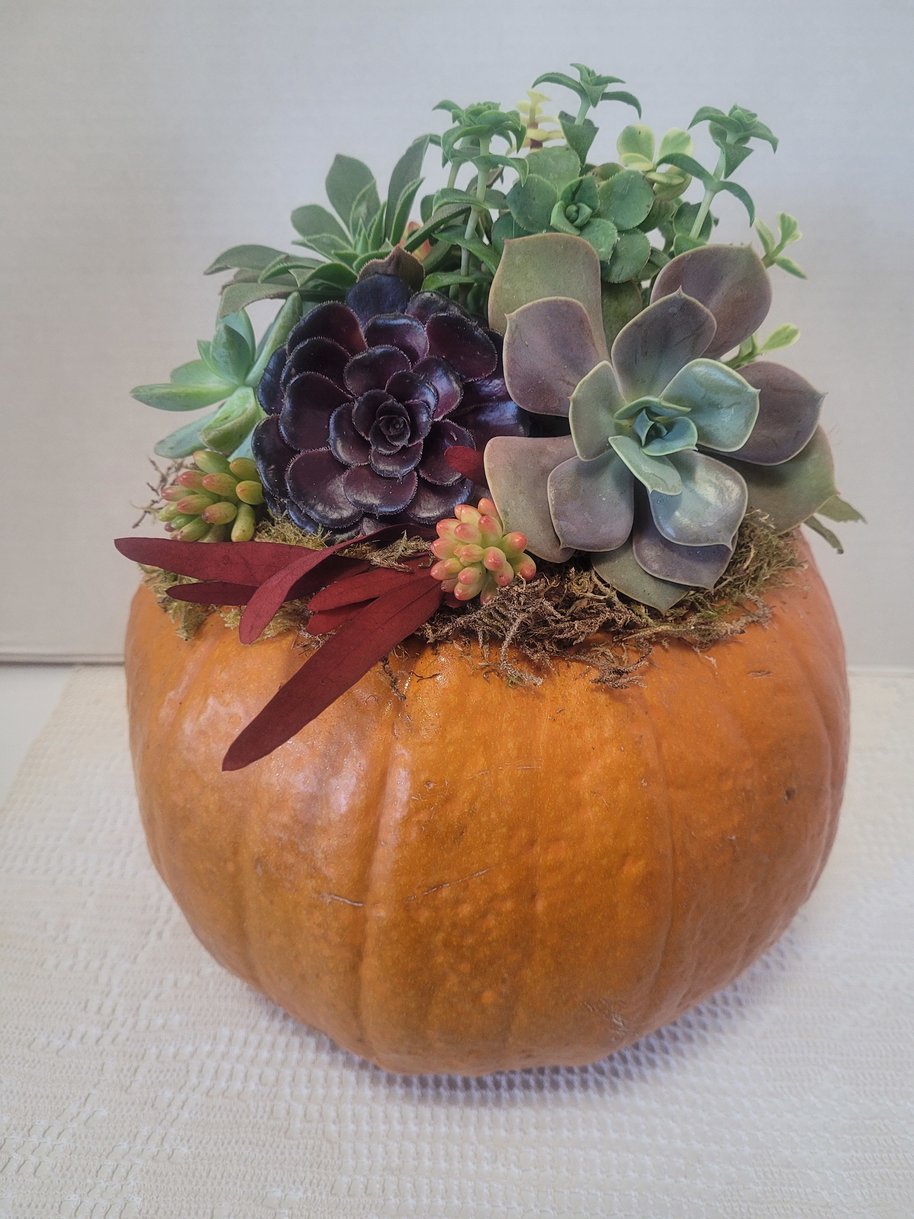 Pumpkin Succulent #4 Large - They've arrived! Grab them while you can. Celebrate Autumn with a succulent pumpkin. 