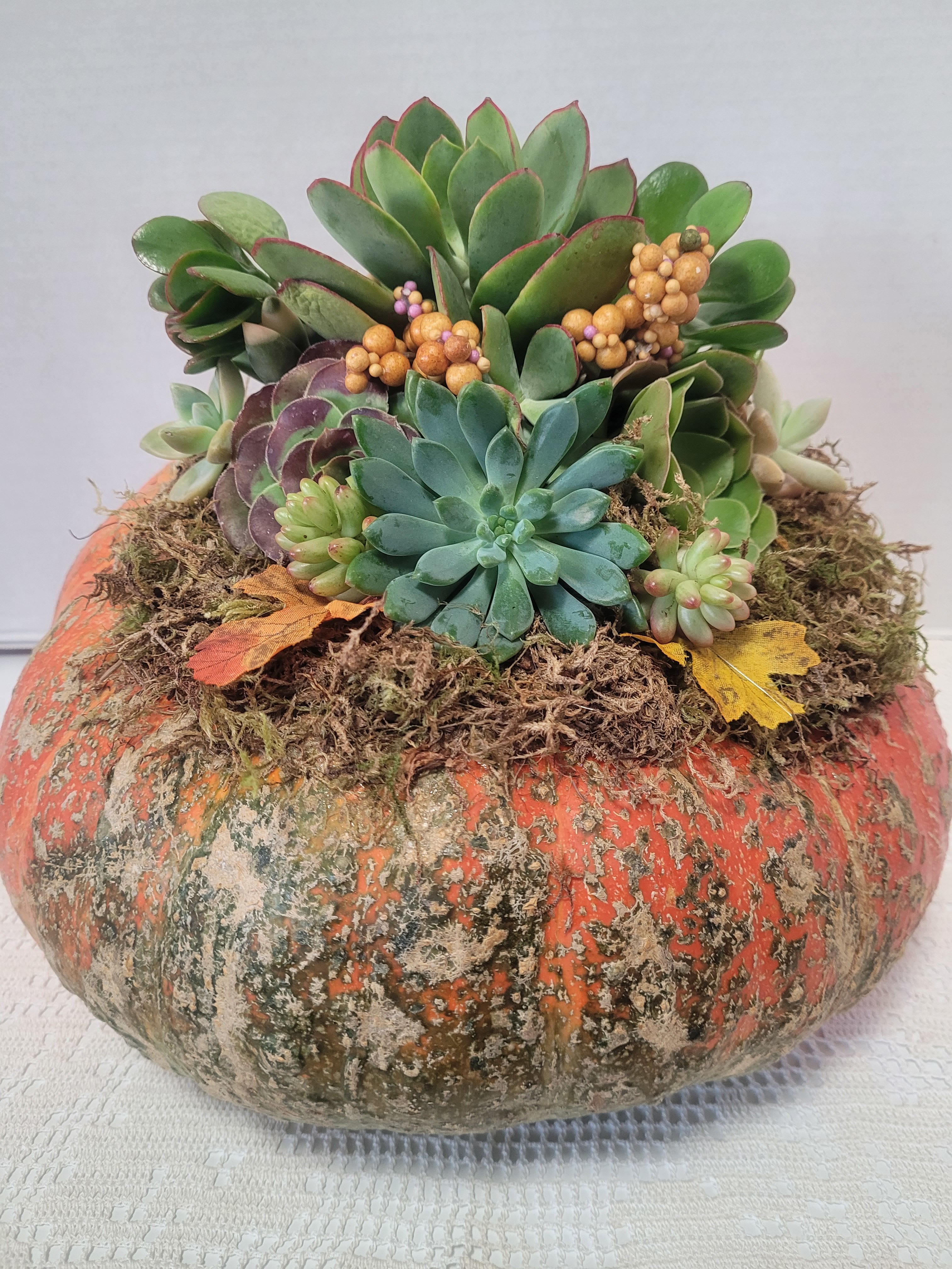Pumpkin Succulent #10 Cinderella  - They've arrived!!! Grab them while you can. Celebrate Autumn with a succulent pumpkin. 