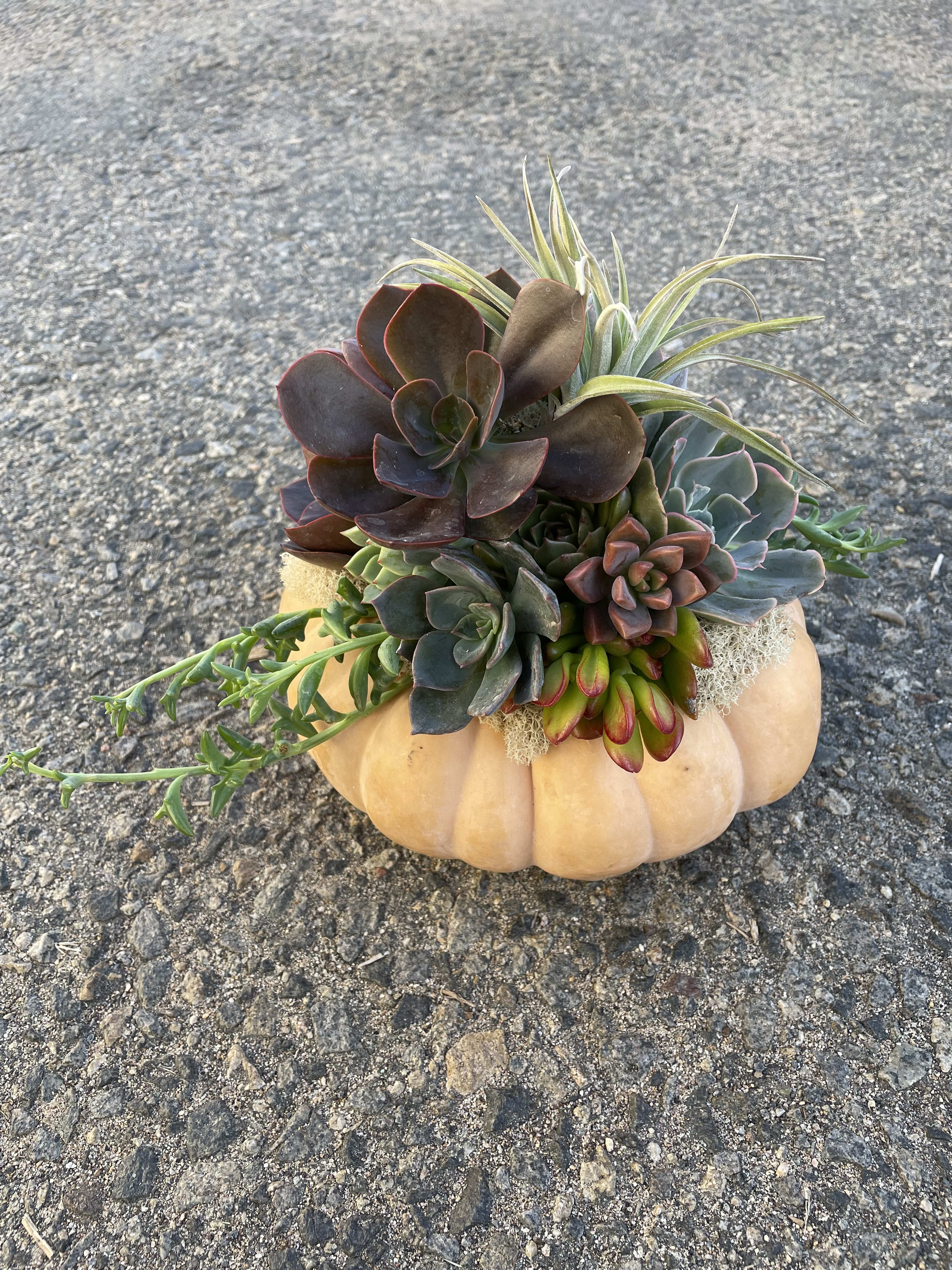 Moody Fairytale  - A beautiful collection of moody succulents living on top of a petite fairytale pumpkin.