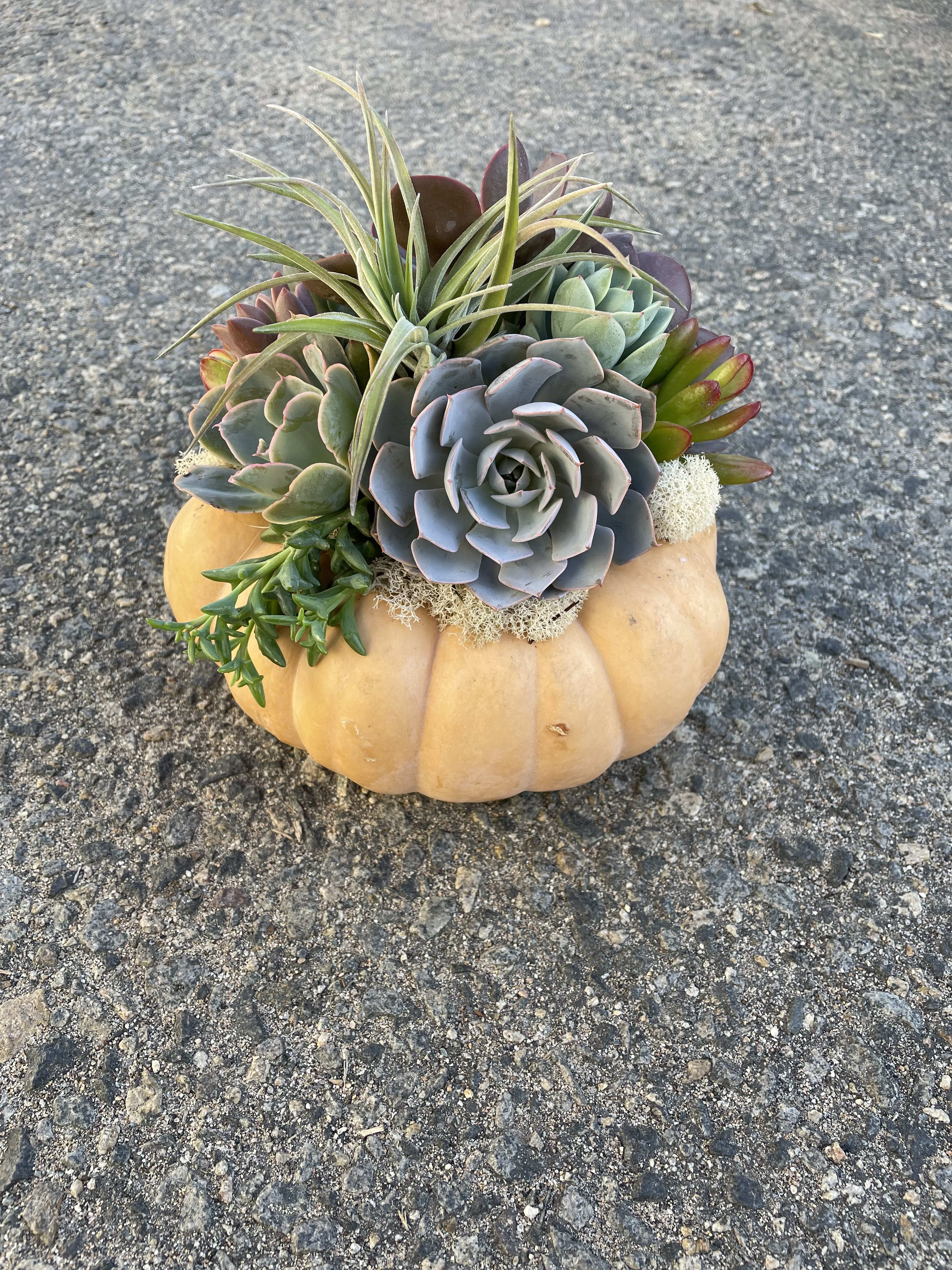 Perfect Fairytale - A happy succulent collection living on top of a small fairytale pumpkin. 