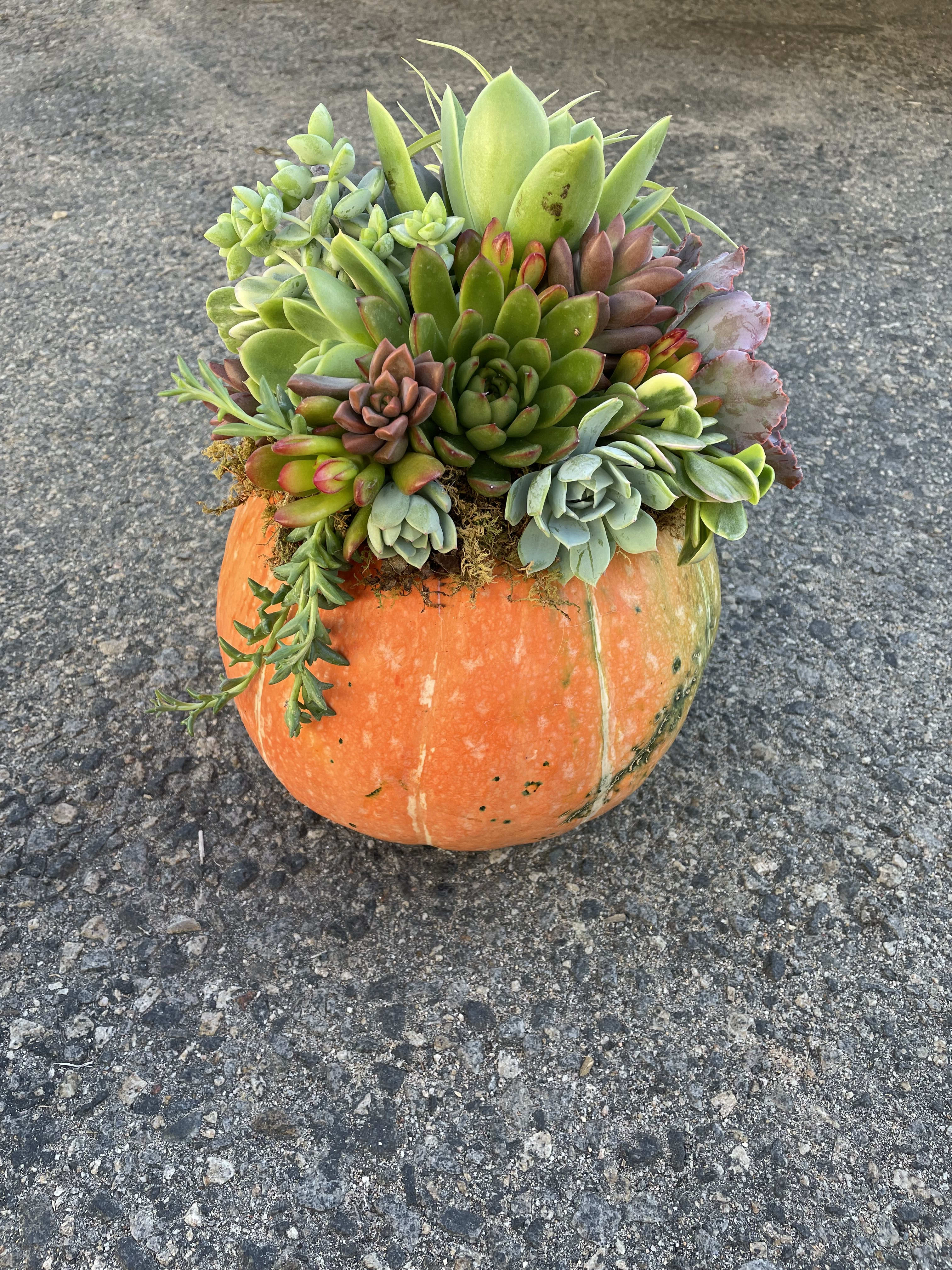 Pumpkin Patch - A happy patch of succulents living on top of a unique orange pumpkin.