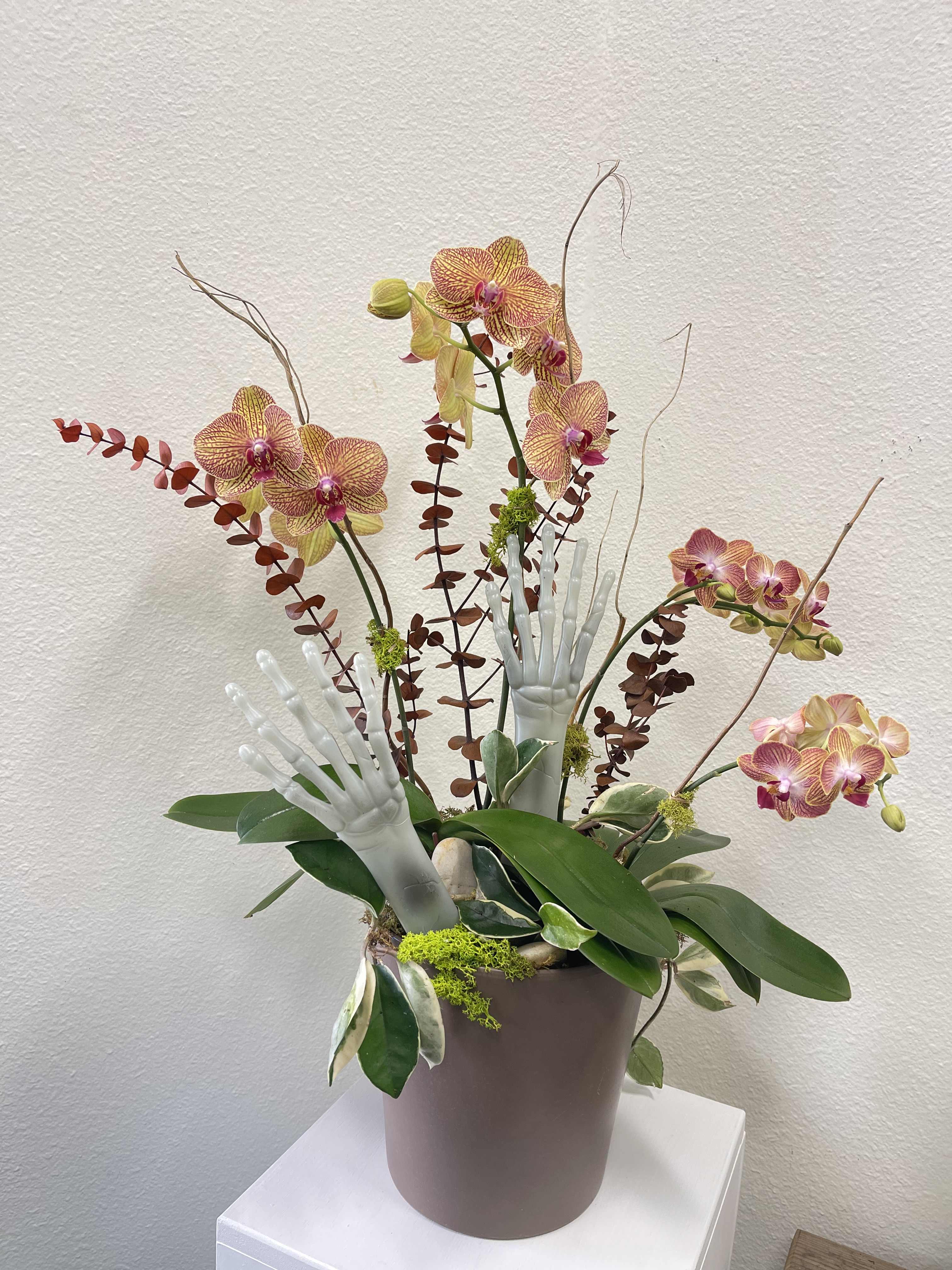 Trick or Treat - A seasonal orchid planter with Halloween accents