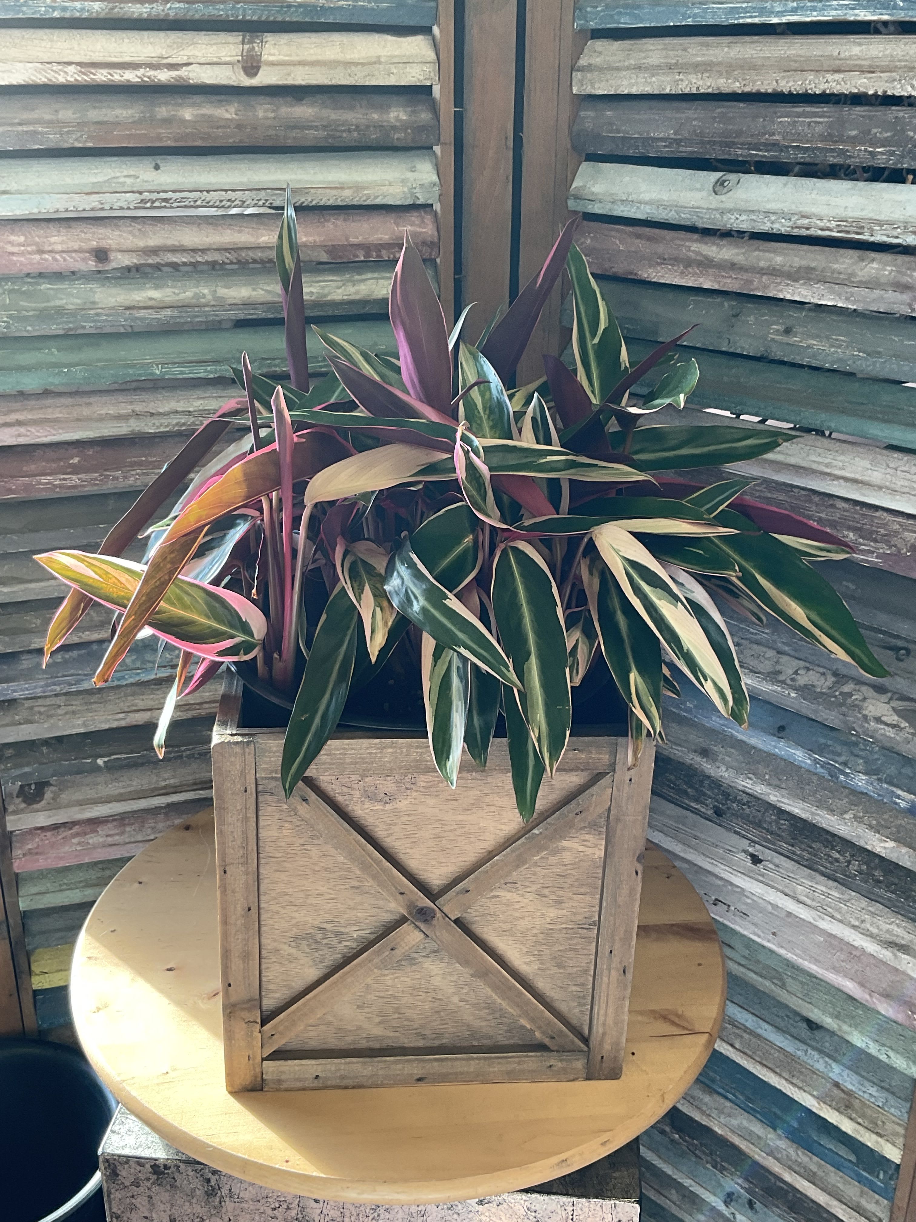 Aralia Plant - Aralia plant in a wooden container