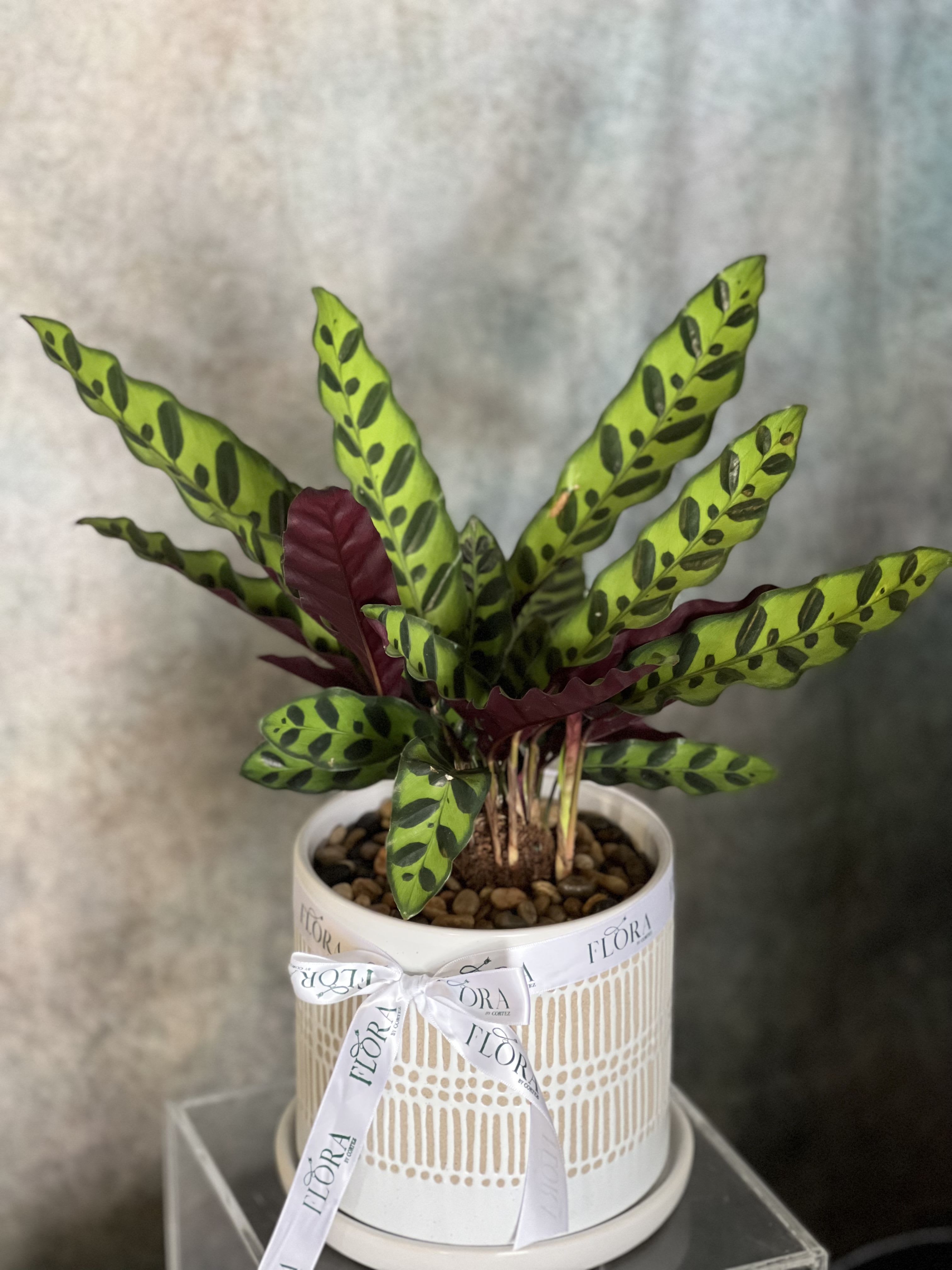 Calathea Rattlesnake - Calatheas are known for their bold patterned foliage. The leaves of most Calathea varieties fold up slightly during the night time, revealing the often colorful undersides of their striking leaves.  CARE:  DIFFICULTY  Moderate—Needs a bit of extra care  LIGHT  Low to Bright Indirect  PET FRIENDLY  Yes—Non-toxic and pet-friendly  AIR CLEANER  Yes—Releases oxygen and absorbs pollutants