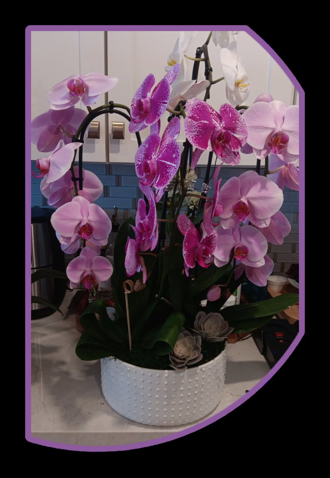 classic pink orchids - Celebrate with a Orchid pink Arrangement. Each bloom, carefully selected, offers a mesmerizing display of nature's artistry.  a perfect gif for birthdays, specials days or great well 