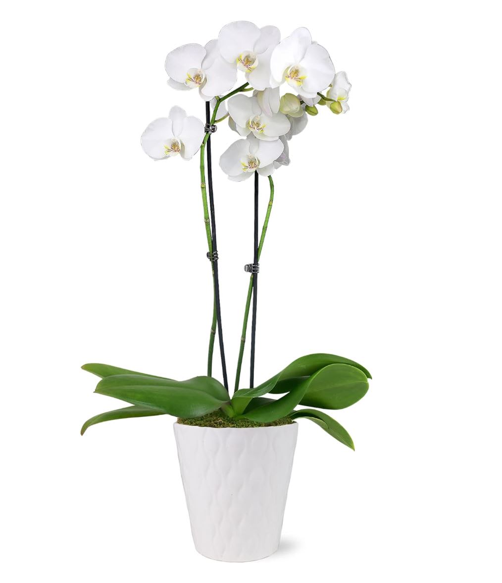 Their Memory Lives On Their Memory Lives On - Cherish a loved one's memory with a living phalaenopsis orchid plant in a ceramic pot. Standard color is white, but yellow, green, light pink, or bright pink can be requested. Pot style and color may vary.