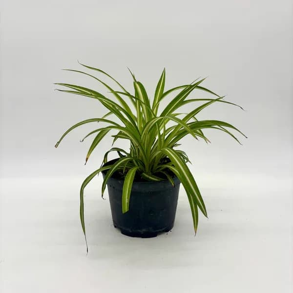 Spider Variegated Spider Variegated - Perfect 8 inch house plant for indoor or outdoor (when fear of frost is gone). Great for summer patios and shade containers.