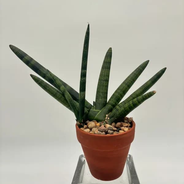 Starfish Sansevieria Plant Starfish Sansevieria Plant - Unique Starfish Sansevieria plant in a 4 inch terracotta pot!