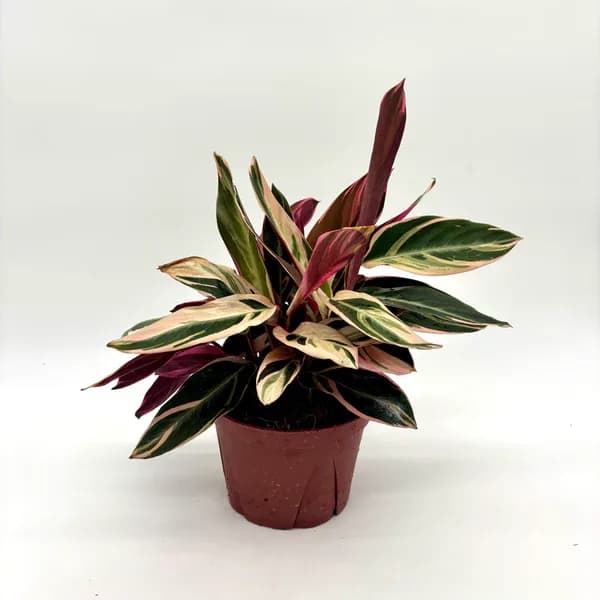 Stromanthe Triostar Stromanthe Triostar - Perfect 6 inch house plant for indoor or outdoor (when fear of frost is gone). Great for summer patios and shade containers. Please call the studio for pricing for available containers.
