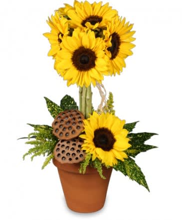 Sensational Sunflowers Sensational Sunflowers - Bright yellow "ARTIFICIAL" sunflowers arranged in a topiary style design with dried pods and faux greenery in a clay ceramic pot with raffia ribbon. This floral design would be good for a birthday, get well or just because!