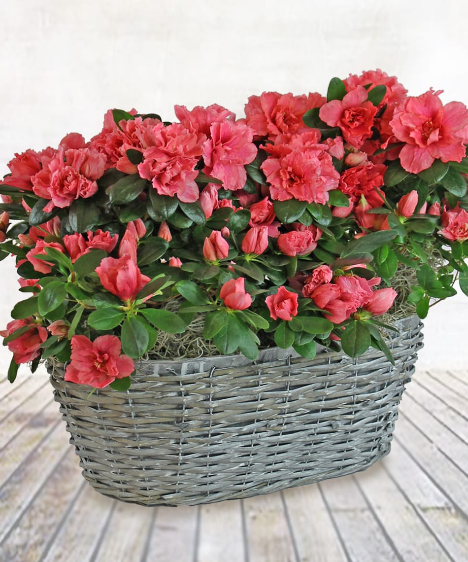 Double Azalea Basket Double Azalea Basket - Beautiful blooming azaleas delivered in a basket suitable for future growth and enjoyment outdoors. Exact Color May Vary.