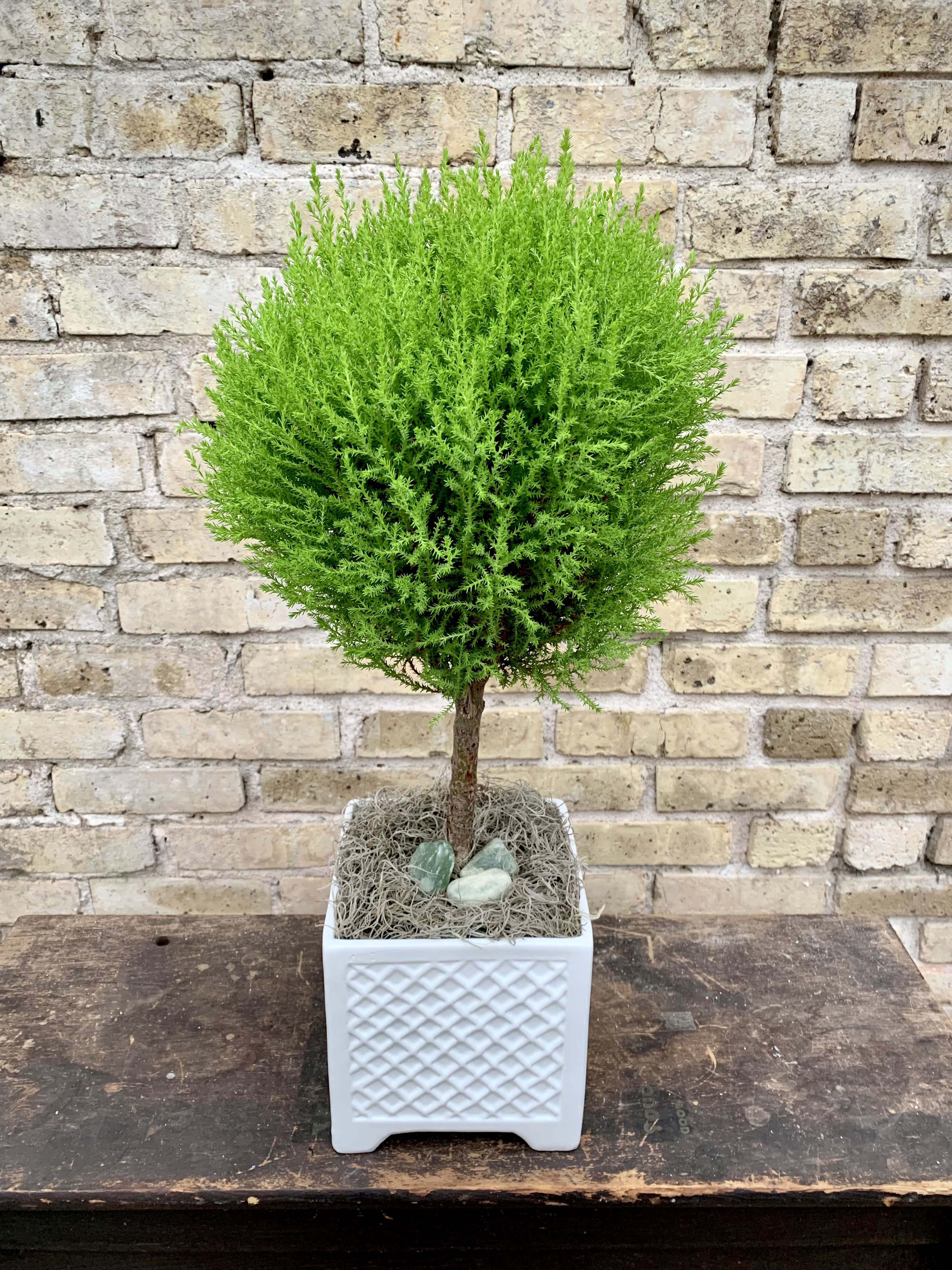 Lemon Cyprus - A Cute Lemon Cypress Topiary Plant Set Into a Square White Lattice Ceramic Container and  Decorated With Spanish Moss.