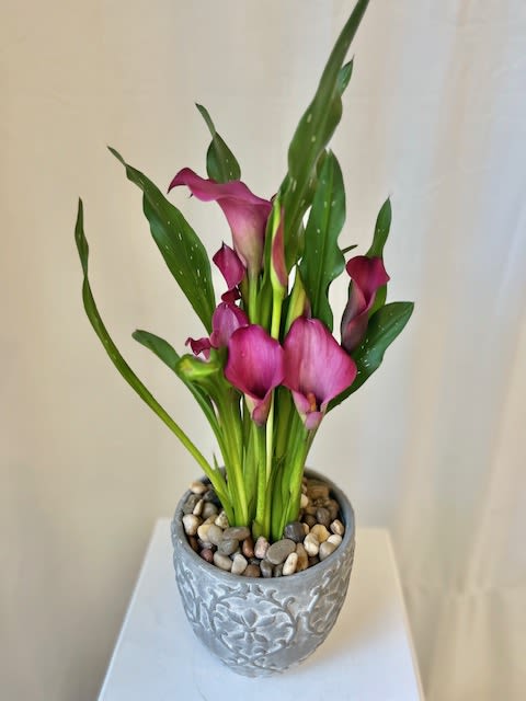 Lovely Calla Lilly Lovely Calla Lilly - The Calla Lilly is a beautiful plant, perfect for an indoor or outdoor potted plant (depending on season). Container may vary depending on availability* Calla Lilly color may vary, please call for specific. Calla Lilly's symbolize purity, beauty, and elegance, and is a perfect gift for any occasion. Our Calla's are placed in a stone or ceramic container, and adorned with rocks and/or moss.