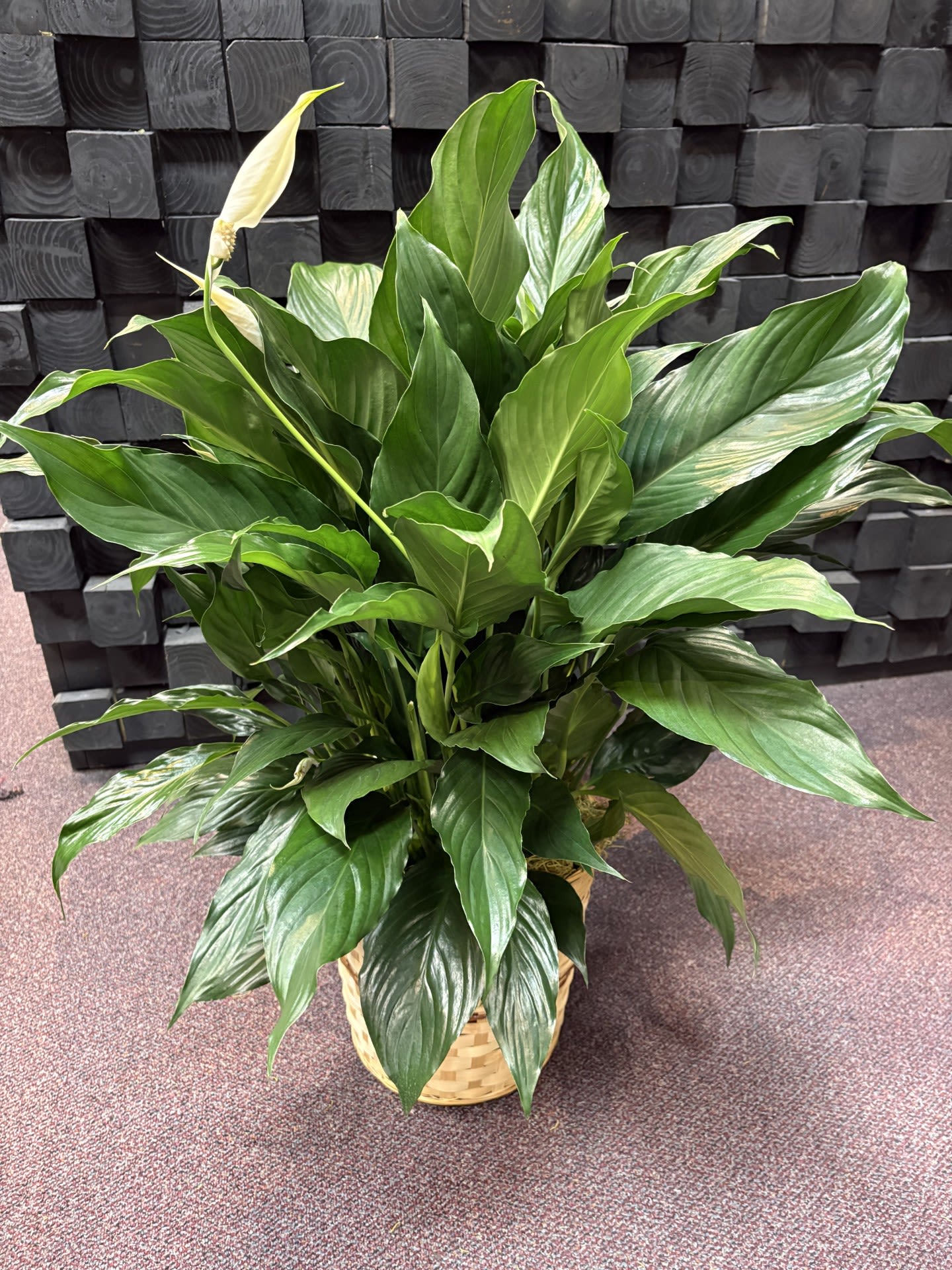 Serenity Lily - A serene peace lily, offering comfort and lasting remembrance.