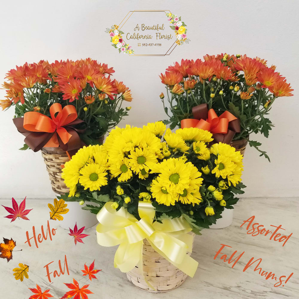 Hello Fall Colorful Mums - Welcome Fall with our selection of colorful 6&quot; Mums. Various colors are shown and will vary depending on same day availability. Comes ready to enjoy in rustic wicker basket accented by satin Fall colored bow. Approximate size: 14&quot; inches Tall by 14&quot; inches Wide Fall Mums from Long Beach favorite flower shop with same day flower and plant delivery, A Beautiful California Florist