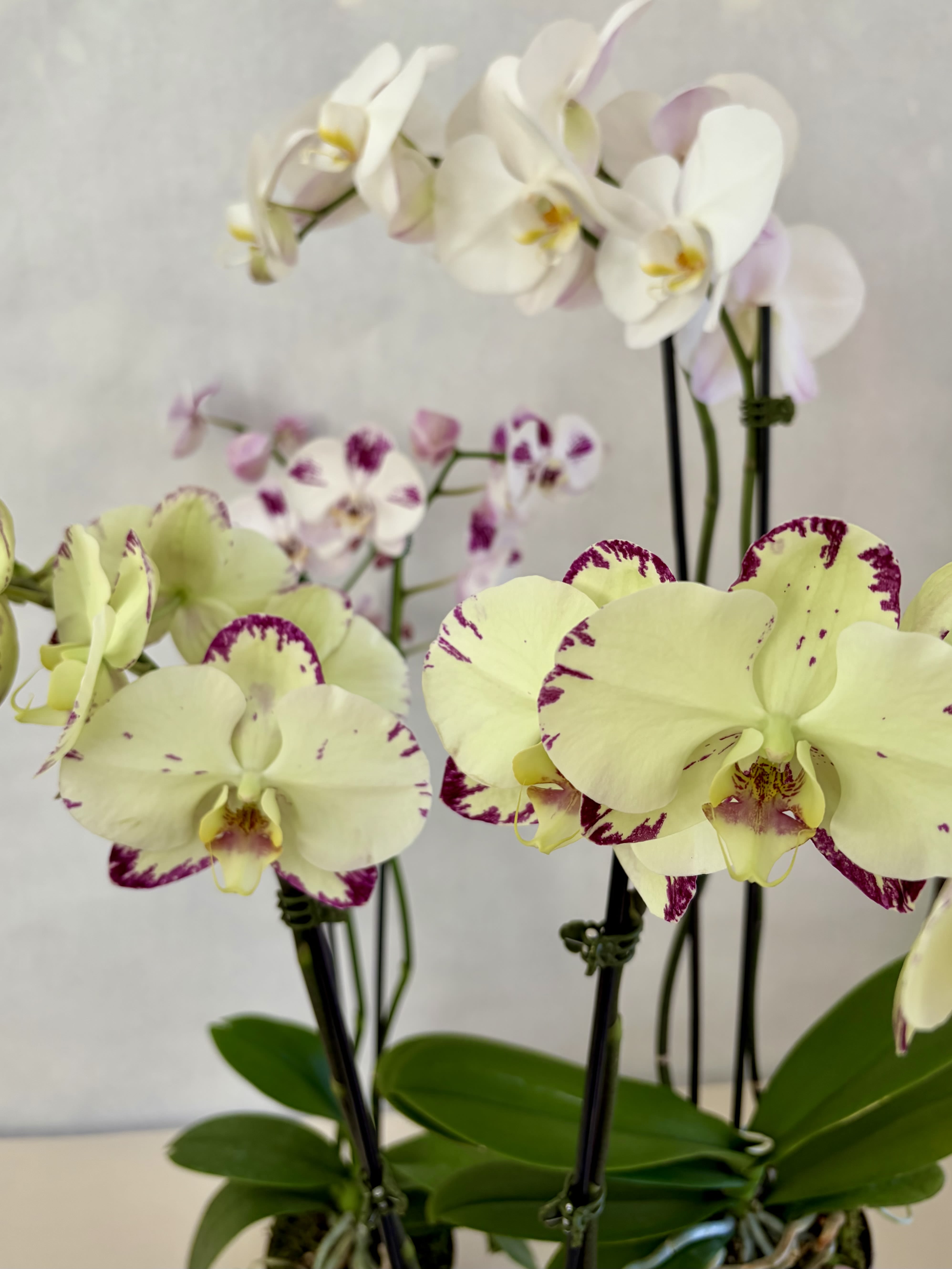 Double Stem Orchid in Orchid Pot - A beautiful and classic double stem orchid. Perfect for all occasions, bring it as a housewarming gift, a birthday, or anything in-between. Container may vary based on weekly supplier availability. Orchid Color is florist's choice. Contact the store if you have questions before ordering.