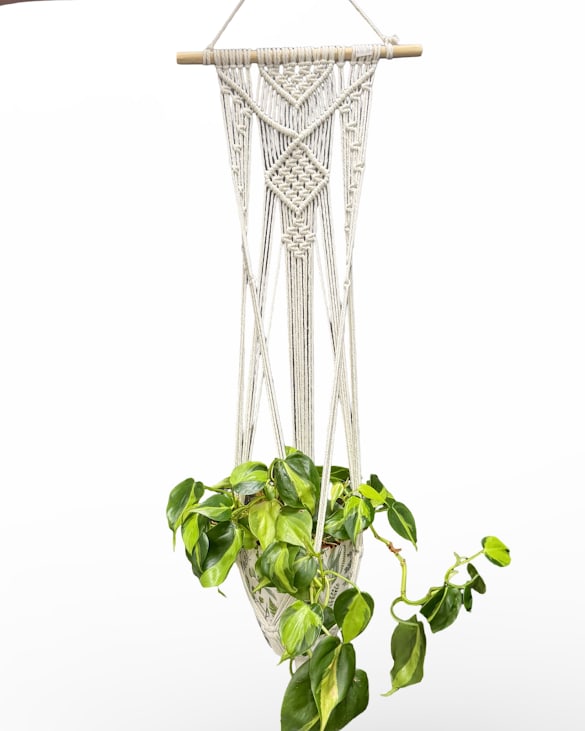 6" Hanging Philodendron Plant 6" Hanging Philodendron Plant - Add natural charm and boho elegance to your space with this beautiful Hanging Philodendron in a handcrafted macramé holder. The lush, trailing philodendron pairs perfectly with the woven design, creating a statement piece that’s both stylish and easy to care for. Measuring approximately 49 inches in total height, including the macramé, this hanging plant is ideal for brightening up windows, corners, or any area in need of a refreshing touch of greenery. Low-maintenance and versatile, it’s the perfect blend of artistry and nature.