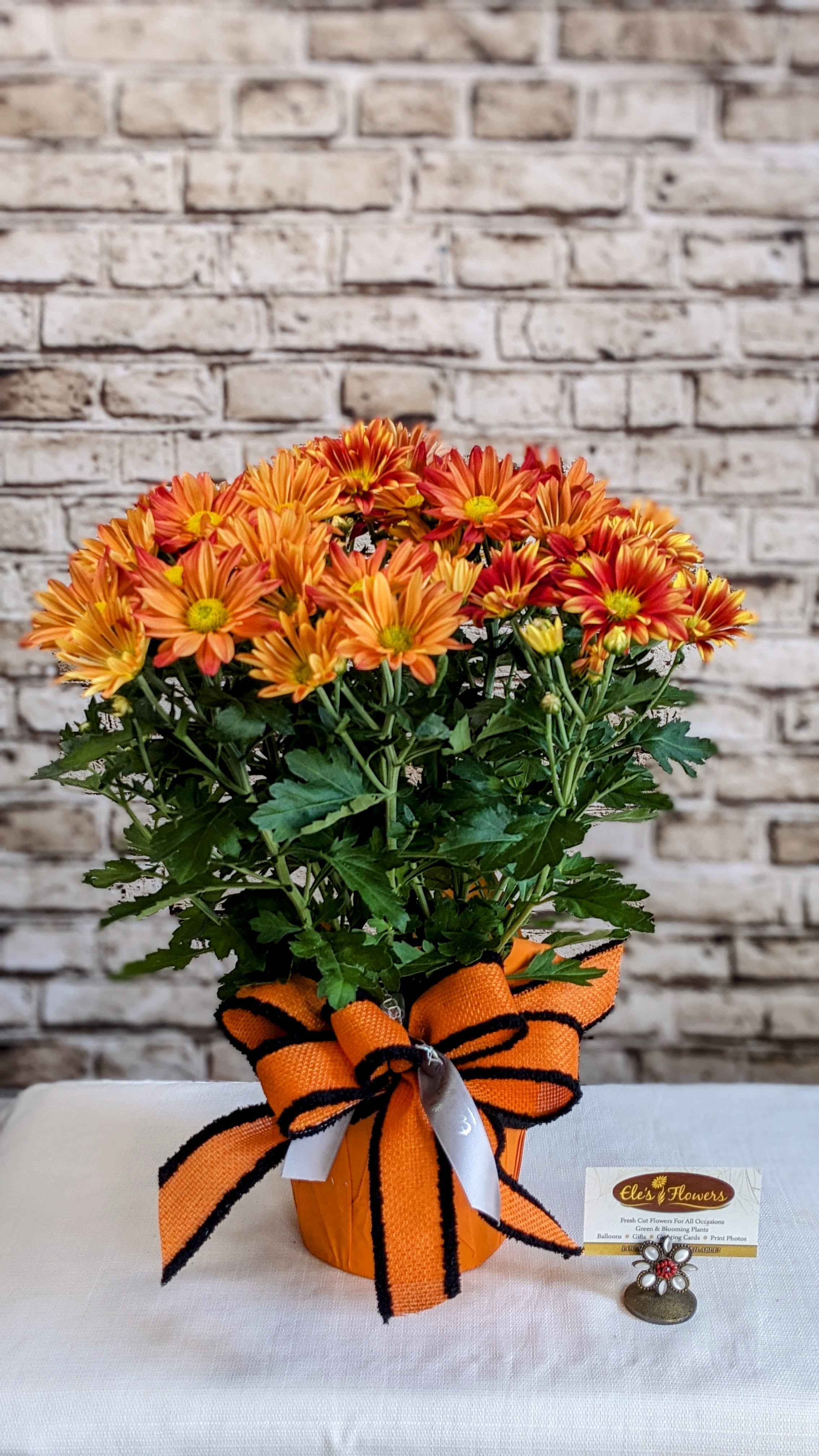 Mum Plant - Rusty Orange 6&quot; Planter - This vibrant mum plant is a cheerful burst of fall color, perfect for brightening up any space. Nestled in a warm yellow pot cover and wrapped with a rustic orange and black ribbon, it exudes autumn charm and coziness. The blooms feature striking rusty orange petals creating a fiery, festive look that’s ideal for seasonal decorating or gifting. Lush green foliage provides a fresh backdrop for the vivid flowers. Great for home décor, celebrations, or just to bring a smile!  Approximate Dimensions: 19&quot;H x 12&quot;W