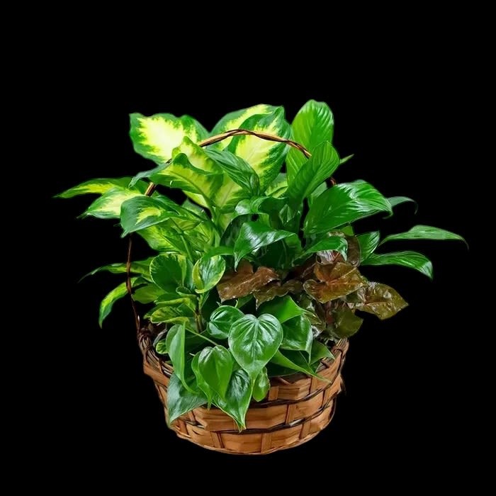 Dish Garden Basket - Bring the beauty of nature indoors with our lush Dish Garden Basket. Each basket is thoughtfully arranged with a unique mix of vibrant green plants, offering long-lasting freshness and charm. Perfect for homes, offices, or as a thoughtful gift, these gardens add a touch of serenity to any space.  Please note: Each garden is one-of-a-kind, featuring a variety of plants that may differ from the picture shown. This ensures every gift is uniquely beautiful and special.