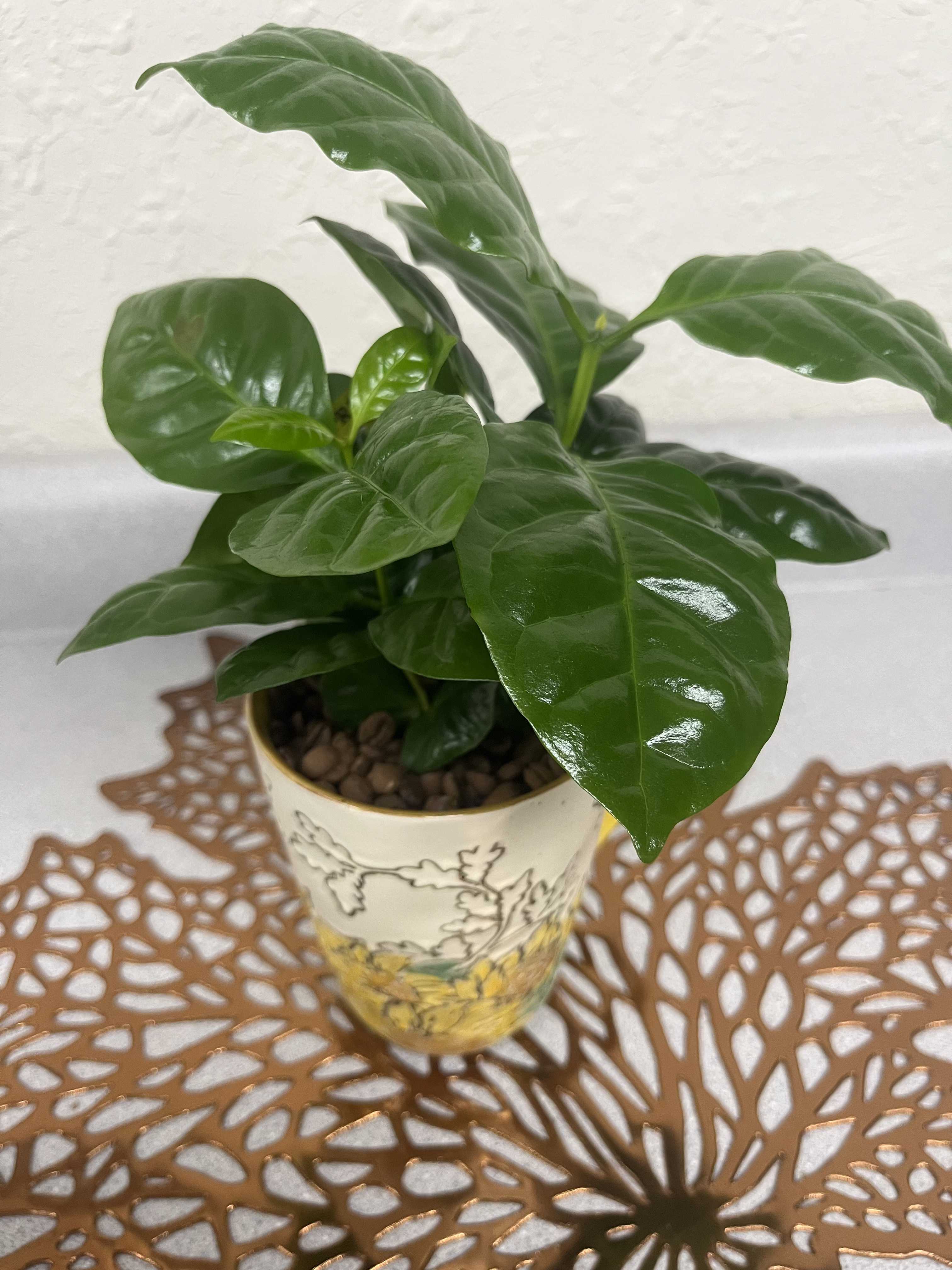 Cup of Joy - Looking for a little something for a coffee lover? Look no further! This coffee plant is planted in an adorable sunflower mug with real coffee beans on top of the soil. This plant gives off the lovely aroma of fresh coffee 24/7.  