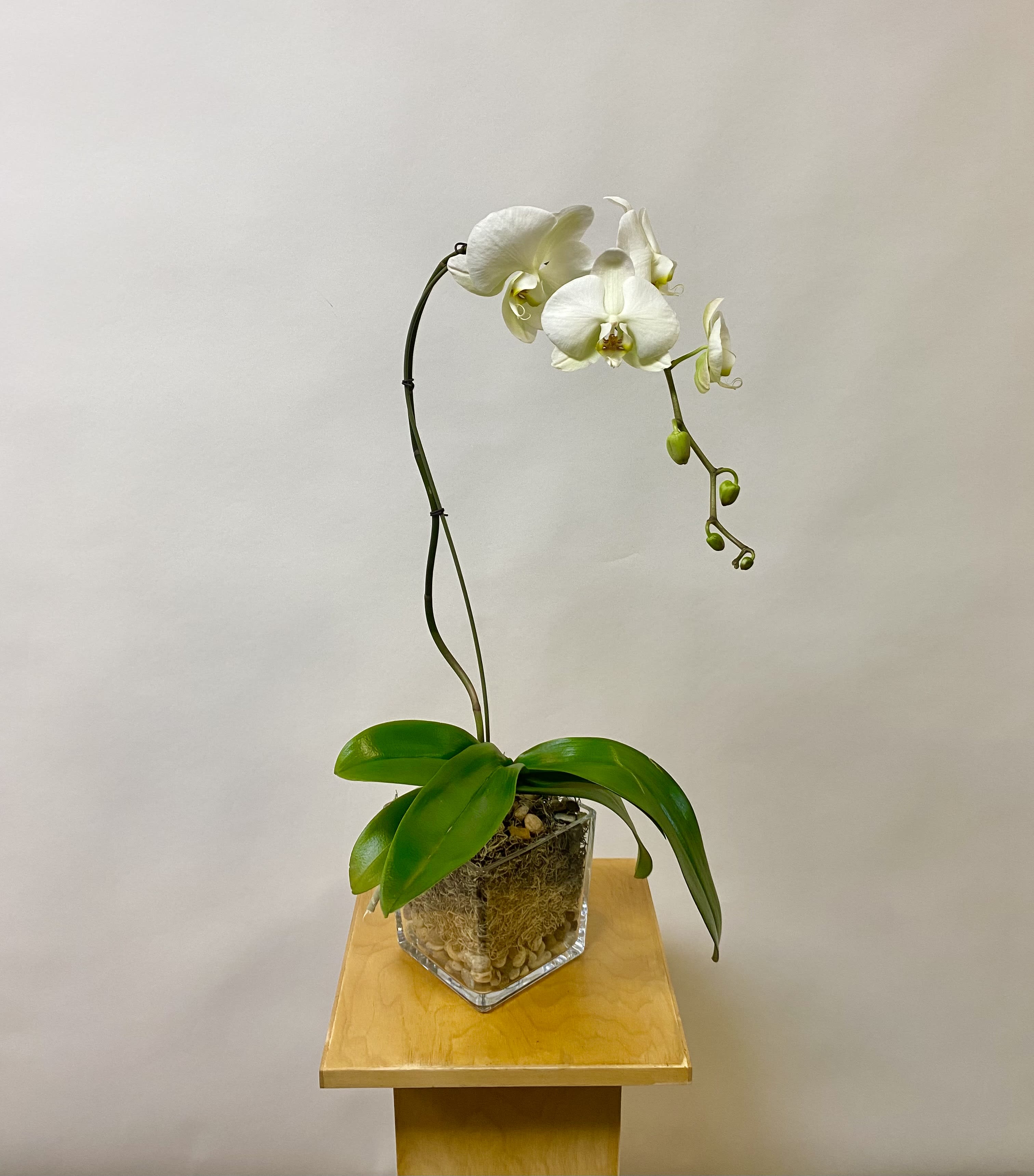 Single White Orchid Planter - A Single Orchid Plant with Spanish Moss and Pebble Rocks in a Glass Square Vase.