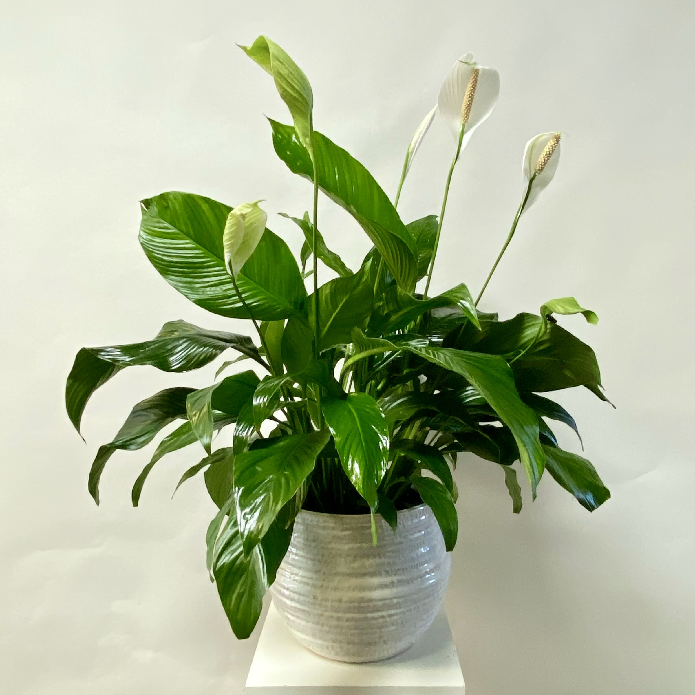 Peace Lily in a Container - 10&quot; Peace Lily in a Ceramic Container
