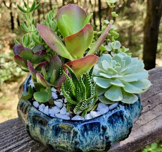 Ocean Blue Succulent Dish Garden - Succulent Dish Garden