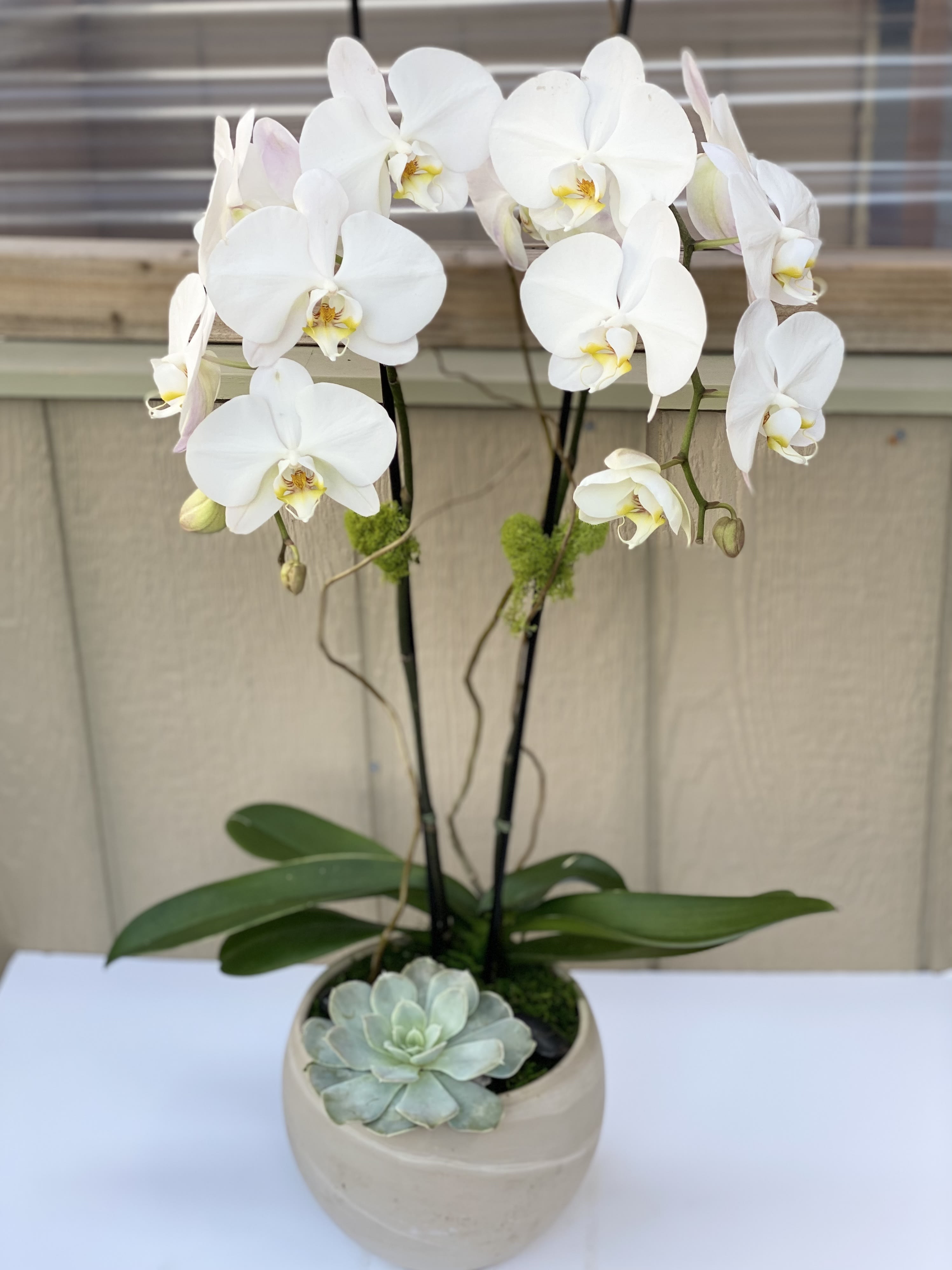 Tall Double Spike Blooming Orchids Tall Double Spike Blooming Orchids - Arrangement of a Tall Double Spike Blooming Orchids plant. These elegant flowers last for a long time and make a perfect gift for all occasions. Approx. 26" Tall