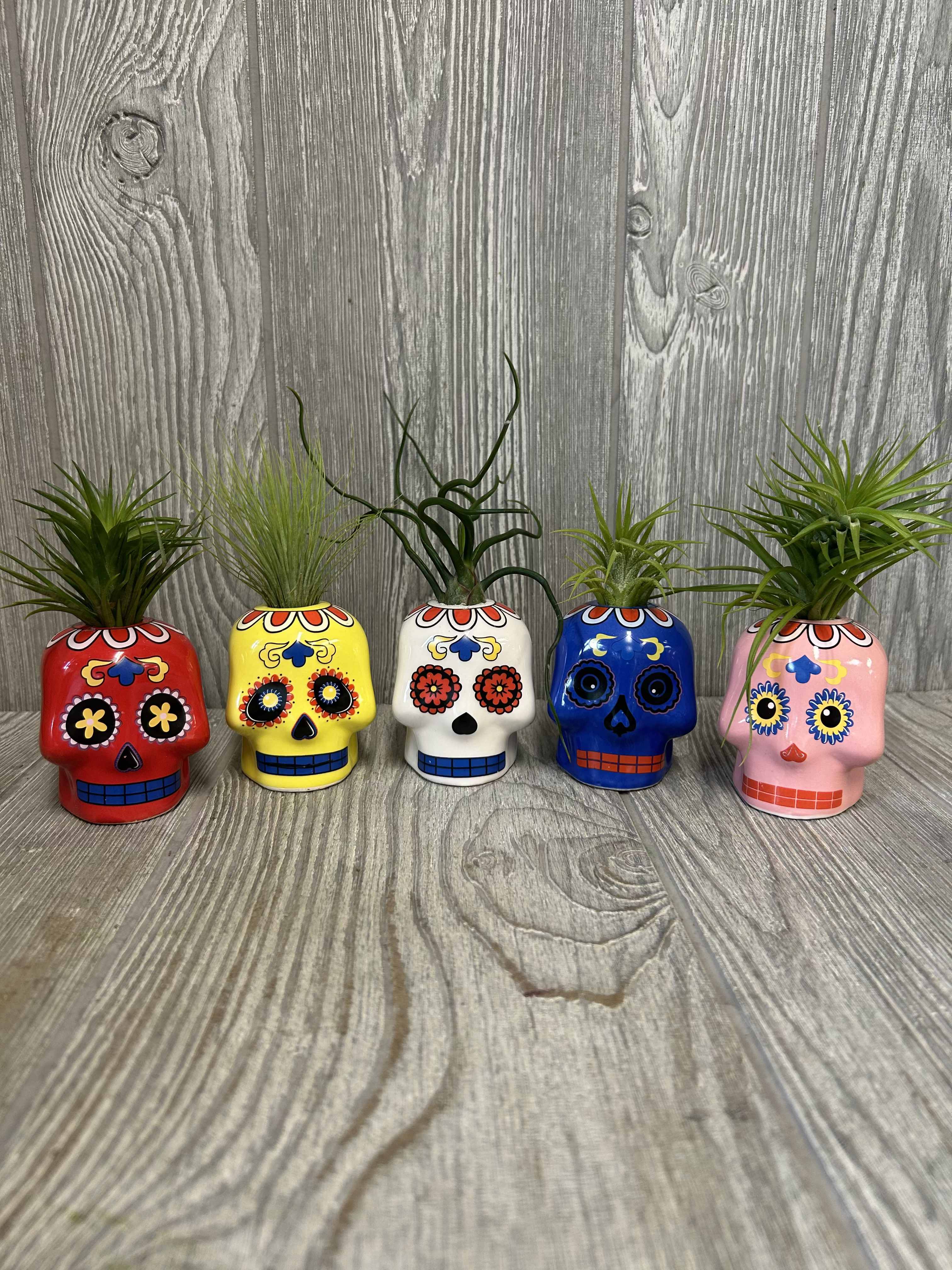 Tillandsia Skull - A 3&quot; ceramic assorted color skull with an assorted tillandsia on top.