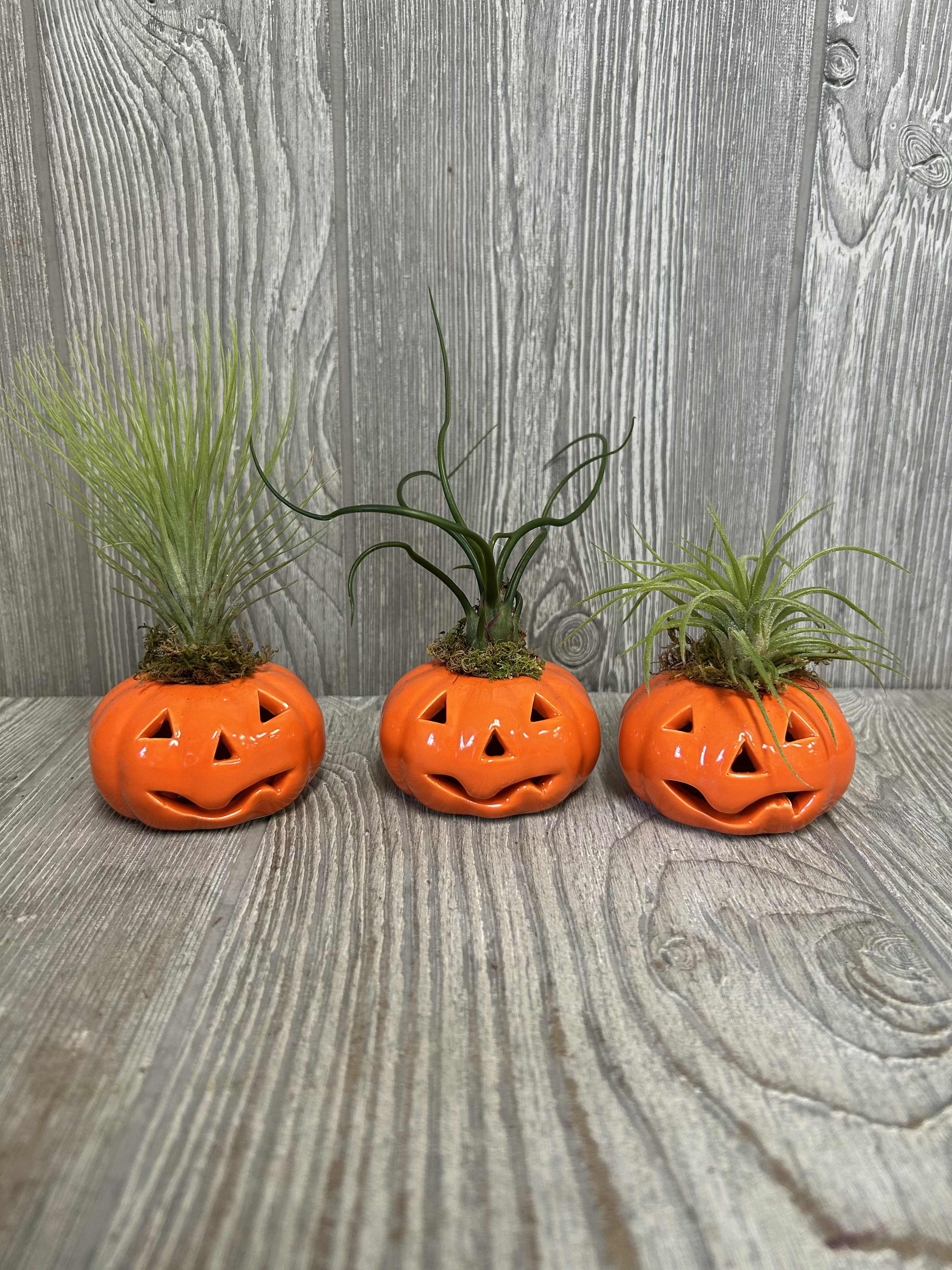 Tillandsia Pumpkin - A 2.5&quot; ceramic pumpkin with assorted tillandsia on top.