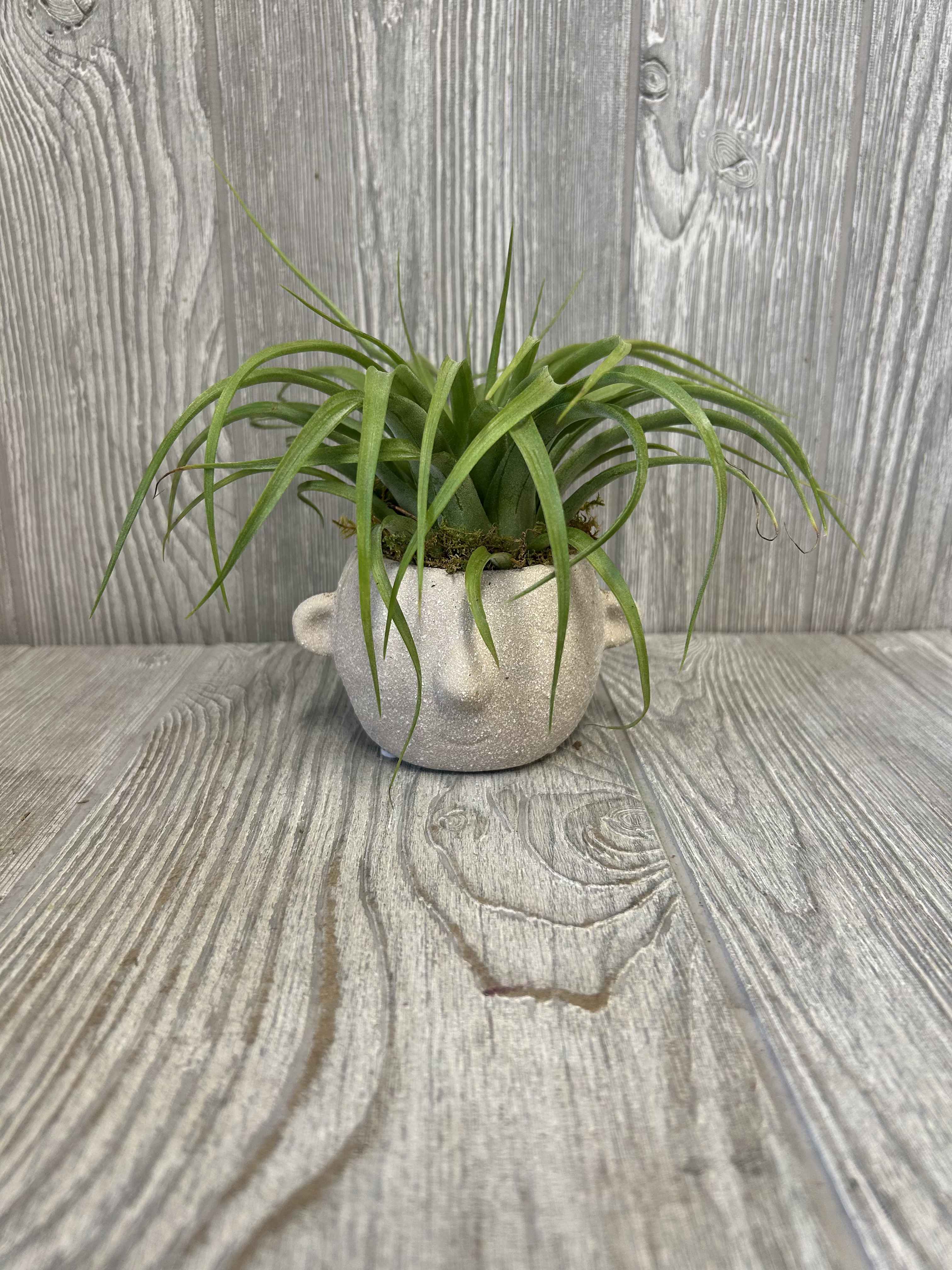 Airhead - A 3-4&quot; ceramic assorted color face container with an assorted tillandsia on top.  
