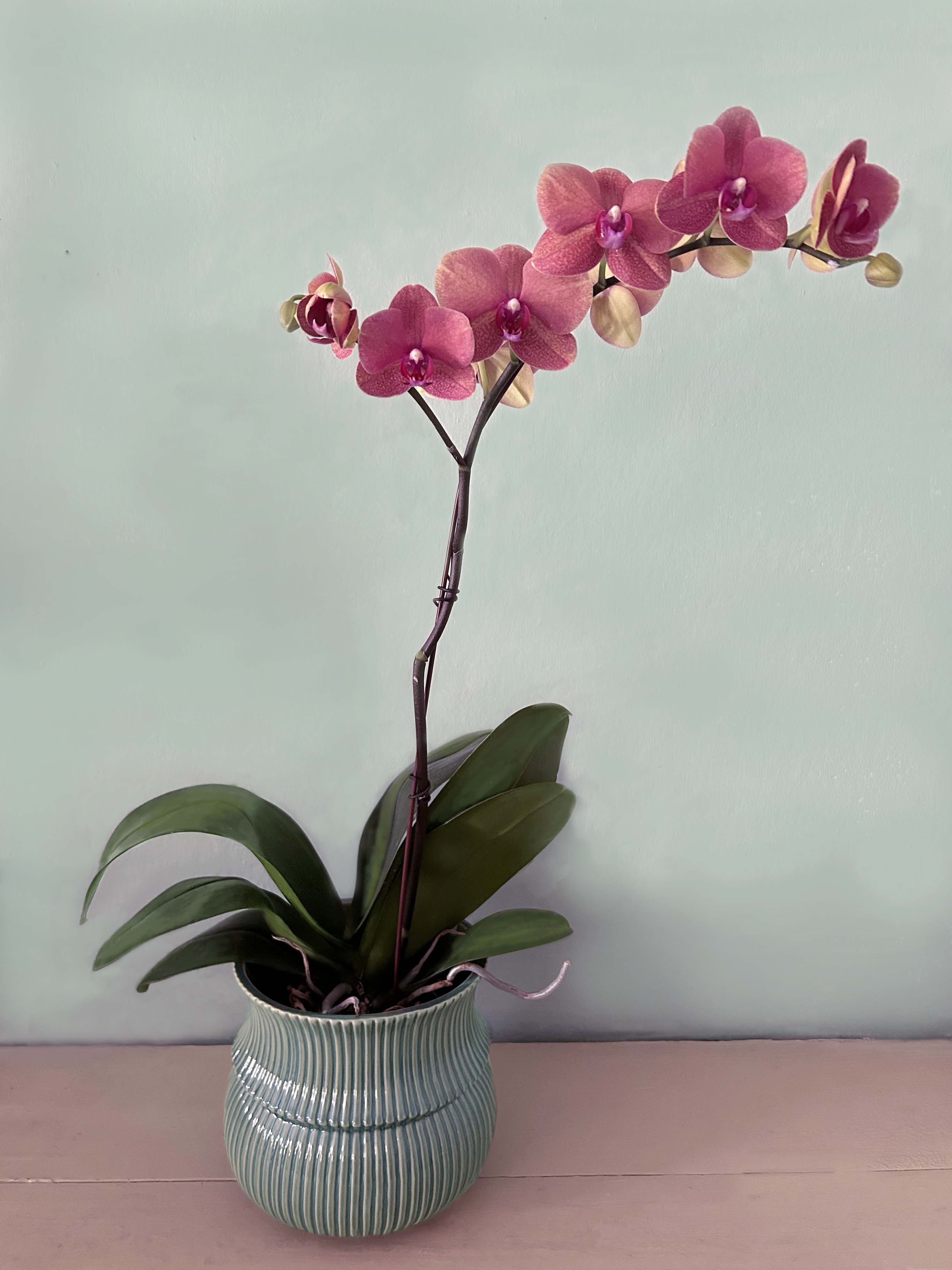 Rouge orchid in vintage green pot - A very pretty rouge colored 1 stemmed Phalaenopsis orchid of the best quality placed in a new vintage inspired ceramic pot in rippled design in a beautiful vintage green. Pot measuring appx 6&quot; wide by 8&quot;tall.