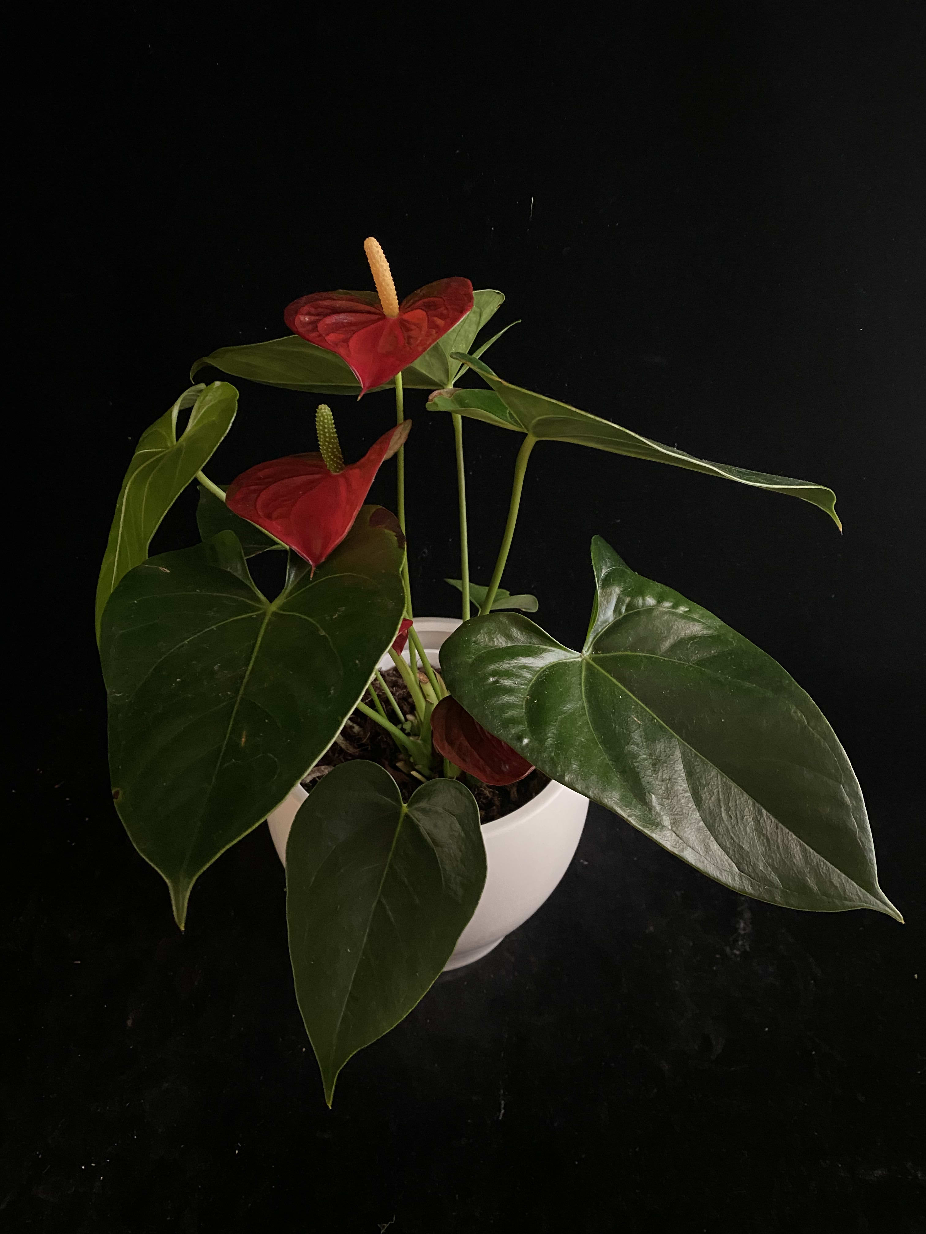 Houseplant- Anthurium - Beautiful 6 inch houseplant in a sleek modern, white pot. Prefers bright, indirect light.