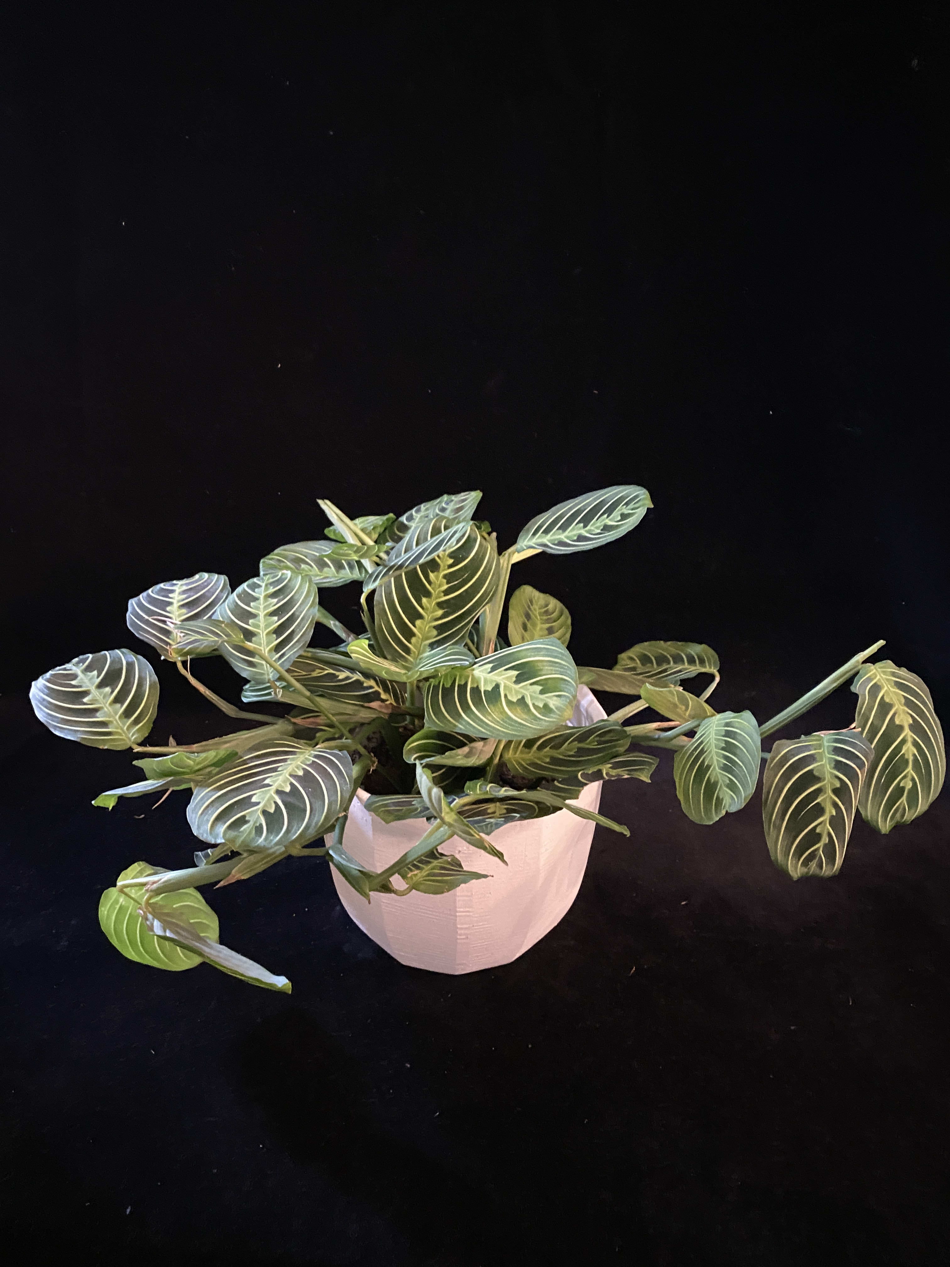 Marantha &quot;Lemon Lime&quot; Plant - A Gorgeous Marantha with bright striping, this easy care houseplant is sure to make someone's day! This is a trailing variety, happiest in medium to bright filtered light. Comes in a modern off white ceramic pot. Approximately 10 H&quot; x 24 W &quot; including Pot. Includes Care Card.