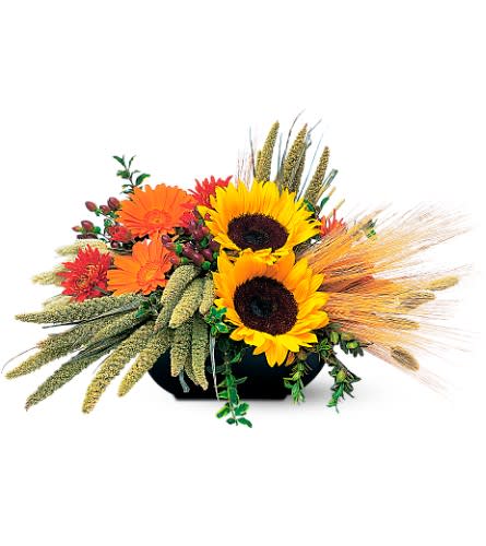 Sunflowers and Wheat Centerpiece - TF76-3  Sunflowers strike their pose, while wheat and millet wisp in the autumn wind. Fall harvest is truly captured in this remarkable arrangement.        Chrysanthemums, gerberas and hypericum with China millet and wheat arrive in a square black dish. Approximately 18&quot; W x 12&quot; H  