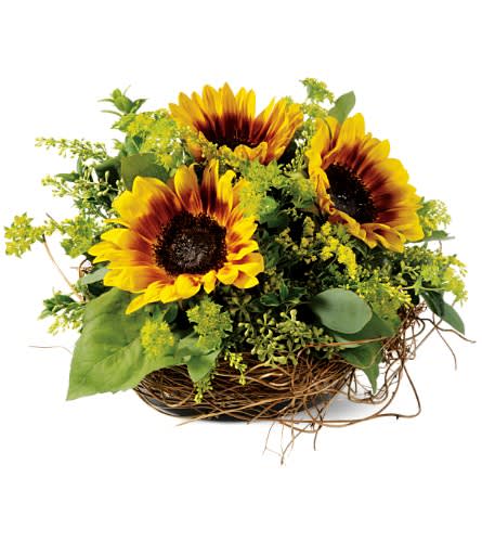 Nesting Sunflowers - Cozy as some kind of delightful floral birds, this rustic arrangement of sunflowers brings the natural wonder of autumn home. A charming gift.   A nest of dried honeysuckle, filled with sunflowers, oregonia, bupleurum, accented with seeded eucalyptus and solidaster. Approximately 9&quot; (W) x 8&quot; (H) 