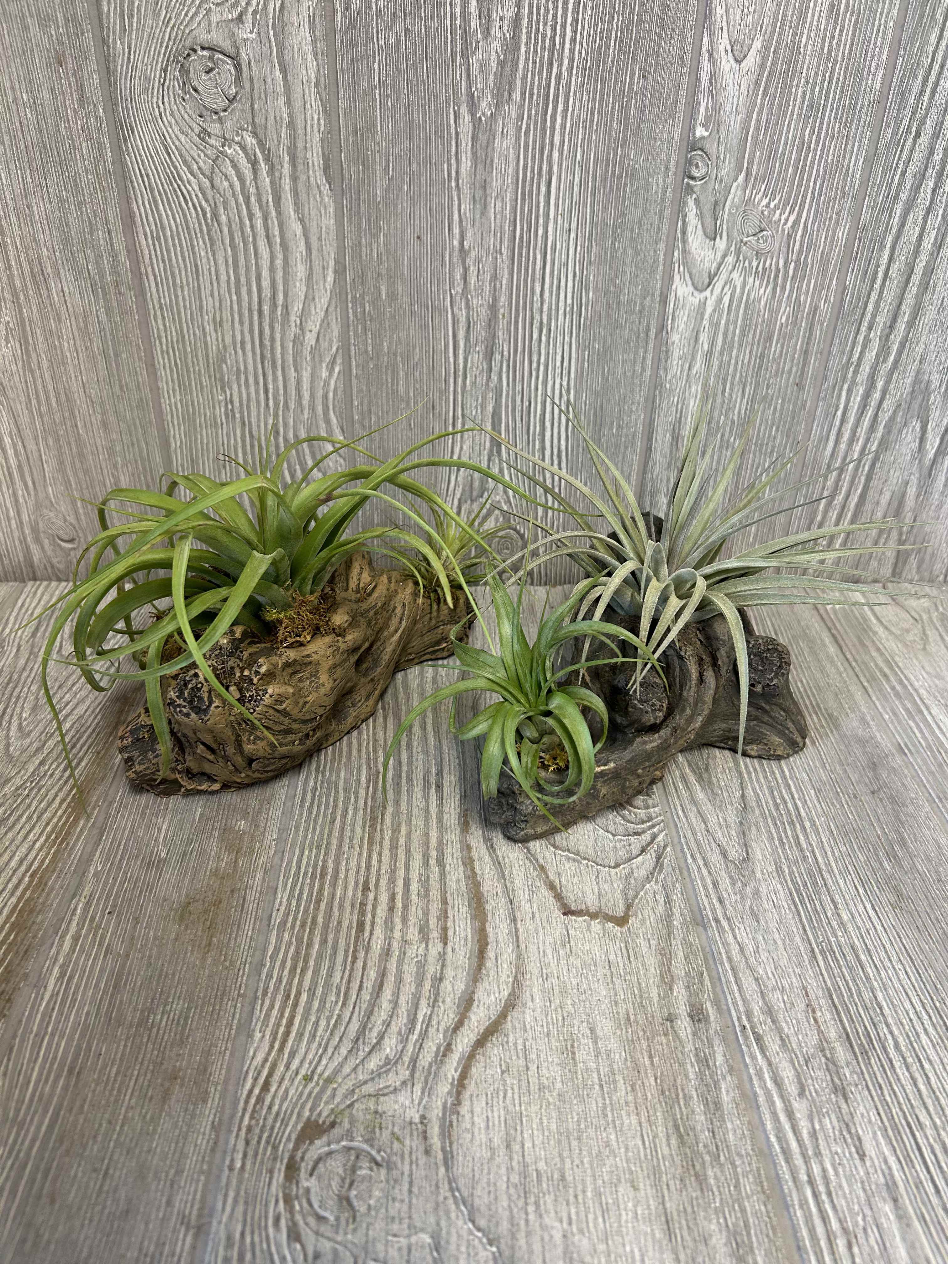Tillandsia Log - A 8 inch assorted Tillandsia resin log. Assorted shapes and colors. 