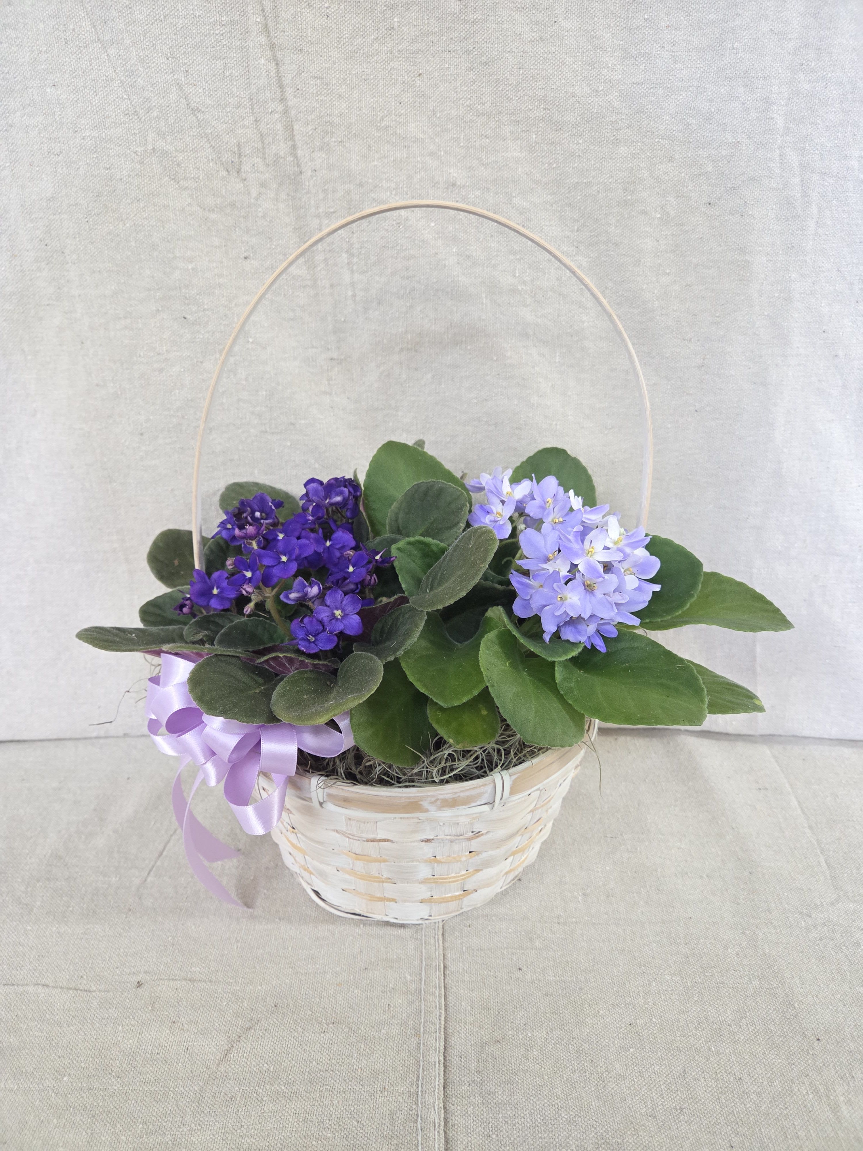 Violet Plant Basket - Our basket of blooming violets is a charming way to send your best wishes, to say &quot;Get Well,&quot; or to celebrate any special occasion! 