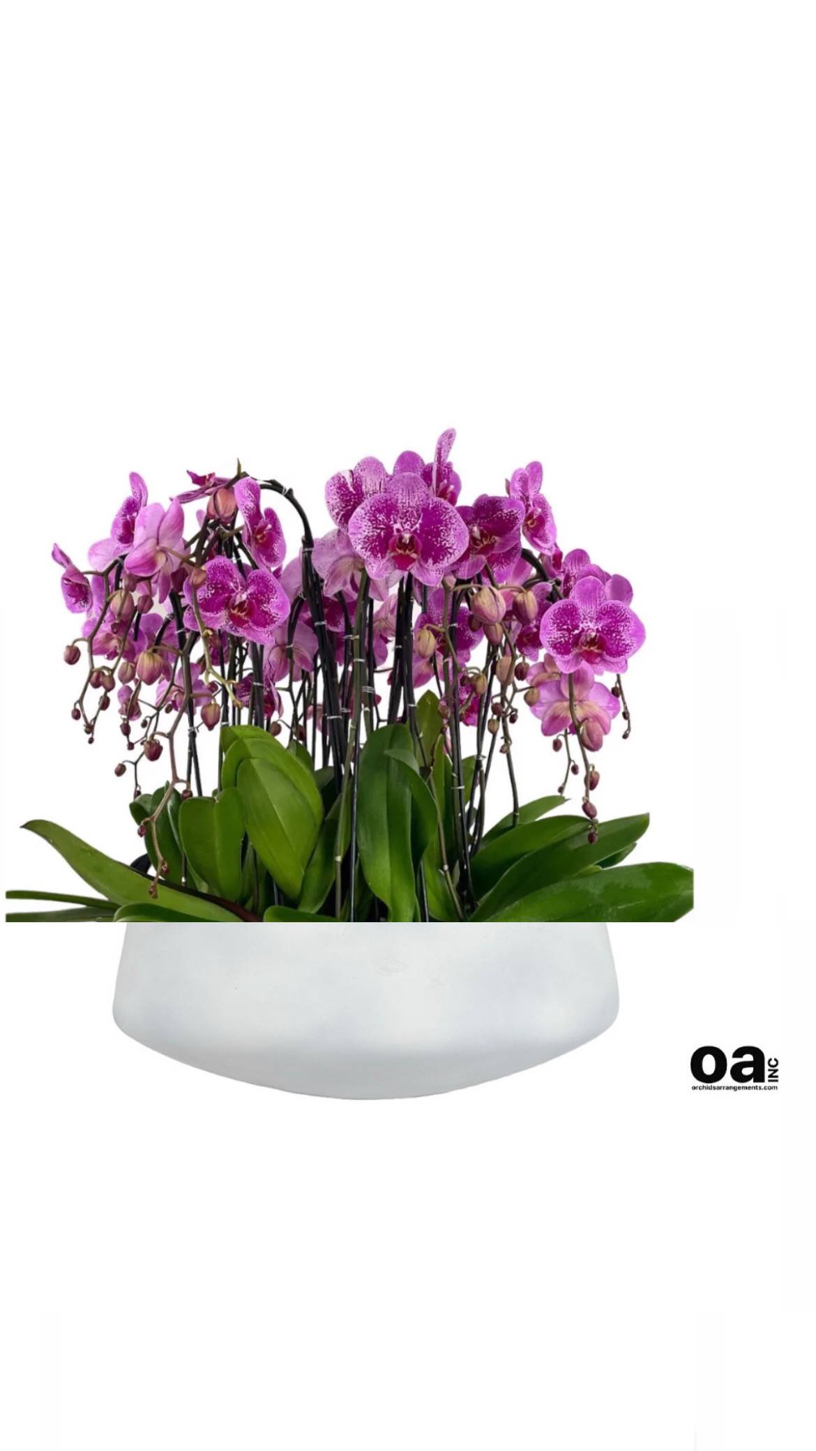 Pollinated Orchids Arrangements Miami Pollinated Orchids Arrangements Miami - A high quality Seventeen purple orchids arrangement with a vase 20" D X 7" T. An orchids arrangement deliver for any occasion design with fresh natural real beautiful Phalaenopsis cascade orchids plants minimalist decor.