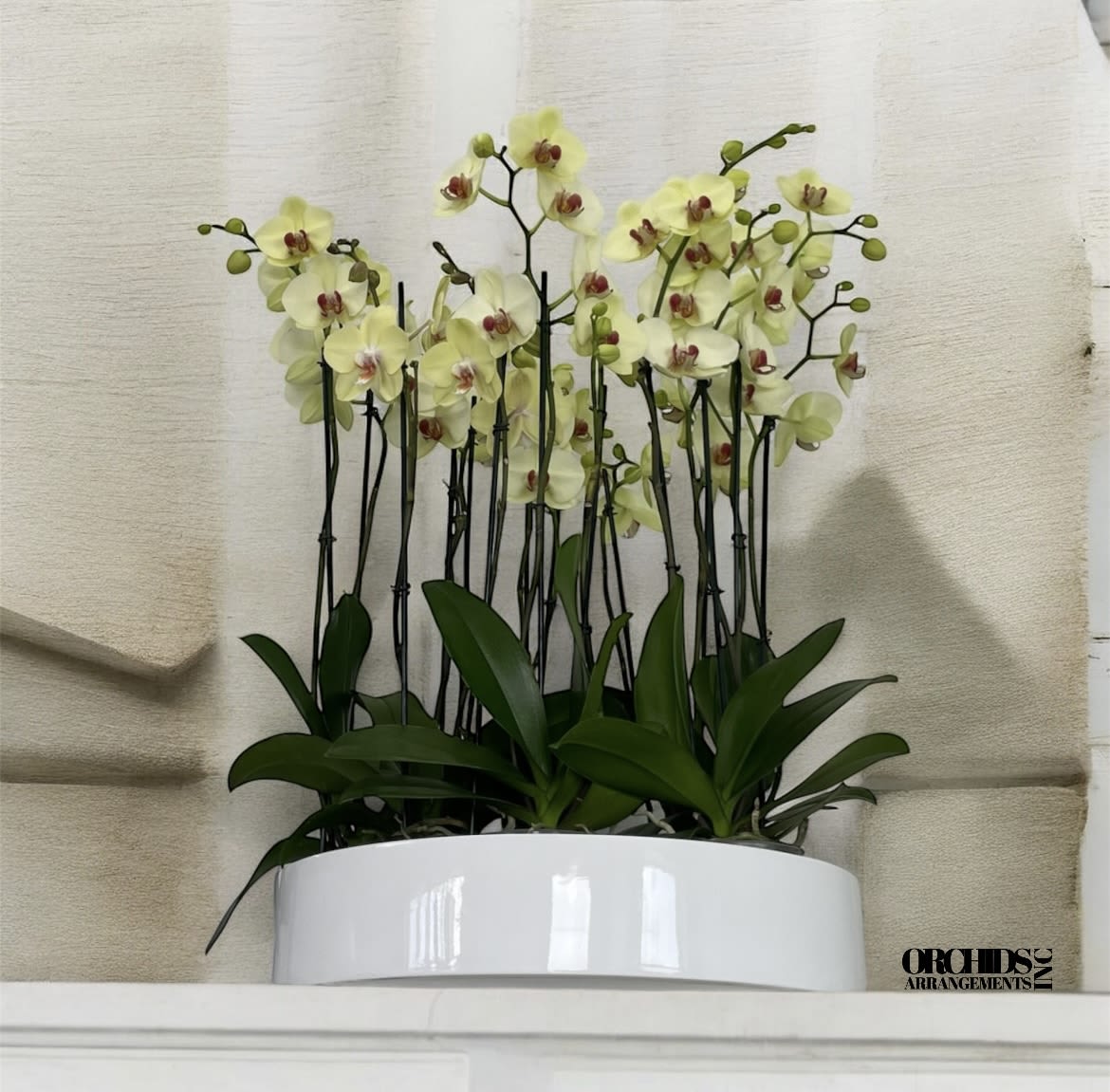 Floral Orchids Arrangements Miami - A high quality Twenty yellow orchids arrangement with a vase 19.5&quot; D X 4&quot; T. An orchids arrangement deliver for any occasion design with fresh natural real beautiful Phalaenopsis cascade orchids plants. 