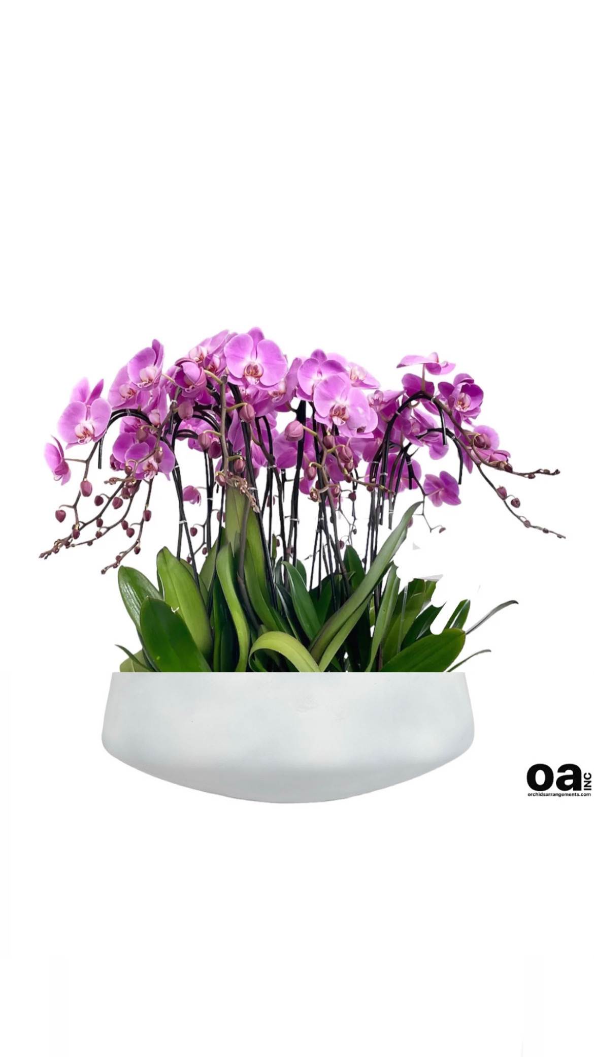 Precise Orchids Arrangements Miami - A high quality Seventeen pink orchids arrangement with a vase 20&quot; D X 7&quot; T. An orchids arrangement deliver for any occasion design with fresh natural real beautiful Phalaenopsis cascade orchids plants minimalist decor.