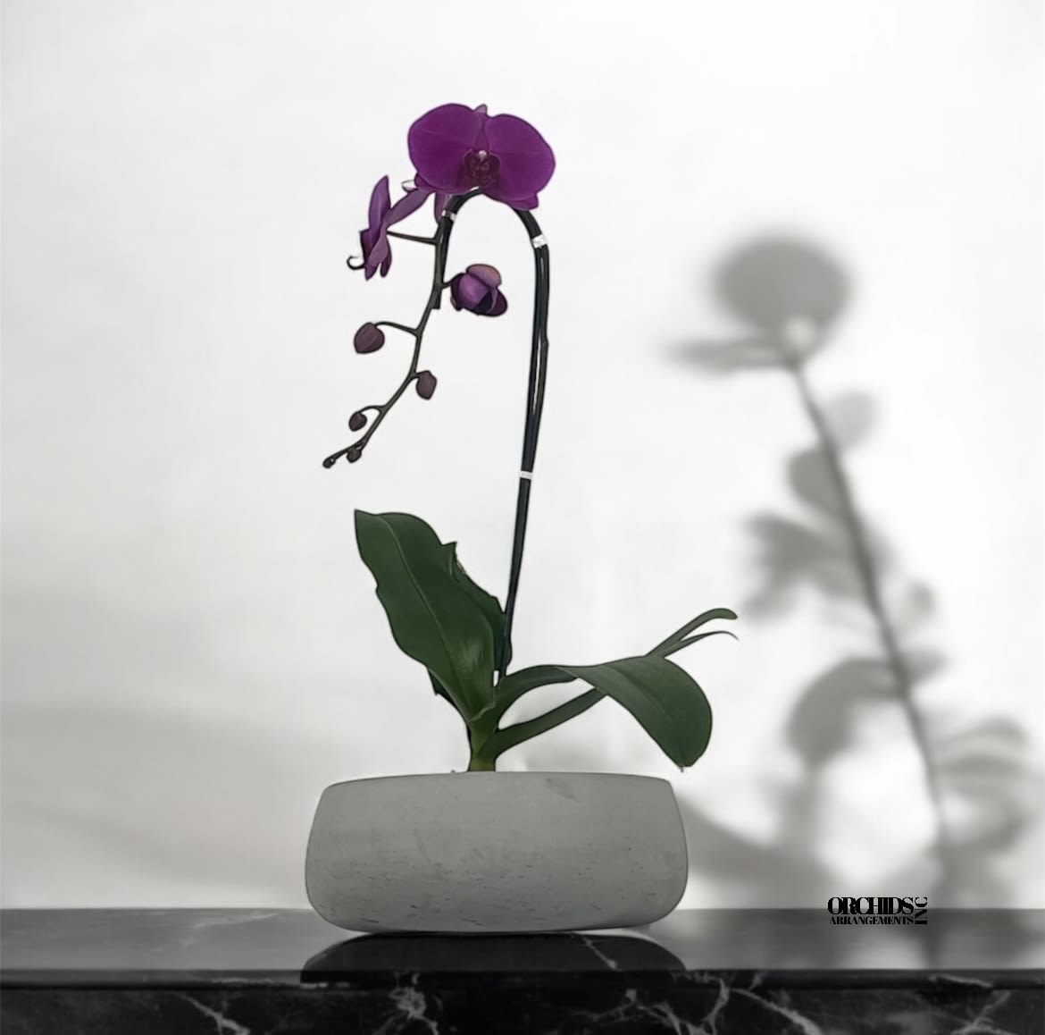 Flourishing Orchids Arrangements Miami - A high quality Single purple orchid arrangement with a vase 8.5&quot; D X 3&quot; T. An orchids arrangement deliver for any occasion design with fresh natural real beautiful Phalaenopsis cascade orchids plants minimalist decor. 