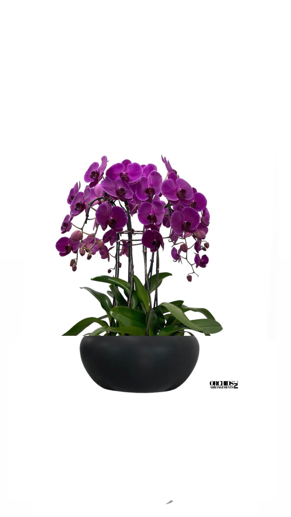 Alluring Orchids Arrangements Miami - A high quality Seven purple orchids arrangement with a vase 15&quot; D X 7&quot; T. An orchids arrangement deliver for any occasion design with fresh natural real beautiful Phalaenopsis cascade orchids plants minimalist decor. 