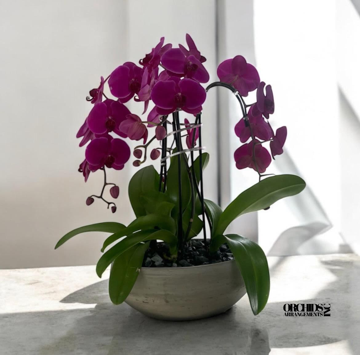 Prestigious Orchids Arrangements Miami - A high quality Four purple orchids arrangement with a vase 13&quot; D X 5&quot; T. An orchids arrangement deliver for any occasion design with fresh natural real beautiful Phalaenopsis cascade orchids plants minimalist decor.