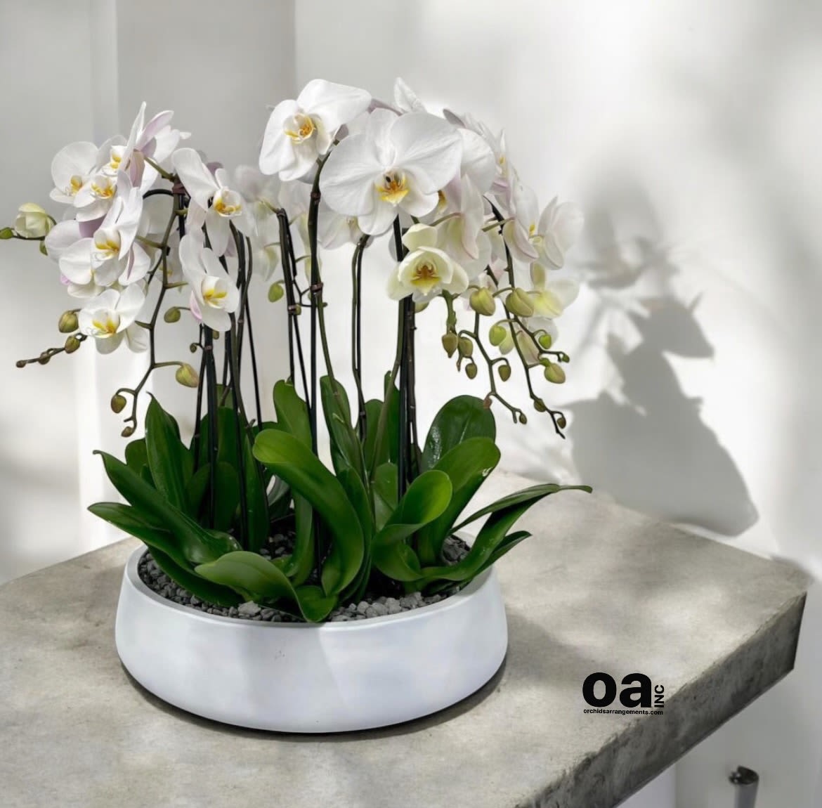 Artful Orchids Arrangements Miami - A high quality Eighteen white orchids arrangement with a vase 20&quot; D X 7&quot; T. An orchids arrangement deliver for any occasion design with fresh natural real beautiful Phalaenopsis cascade orchids plants minimalist decor.