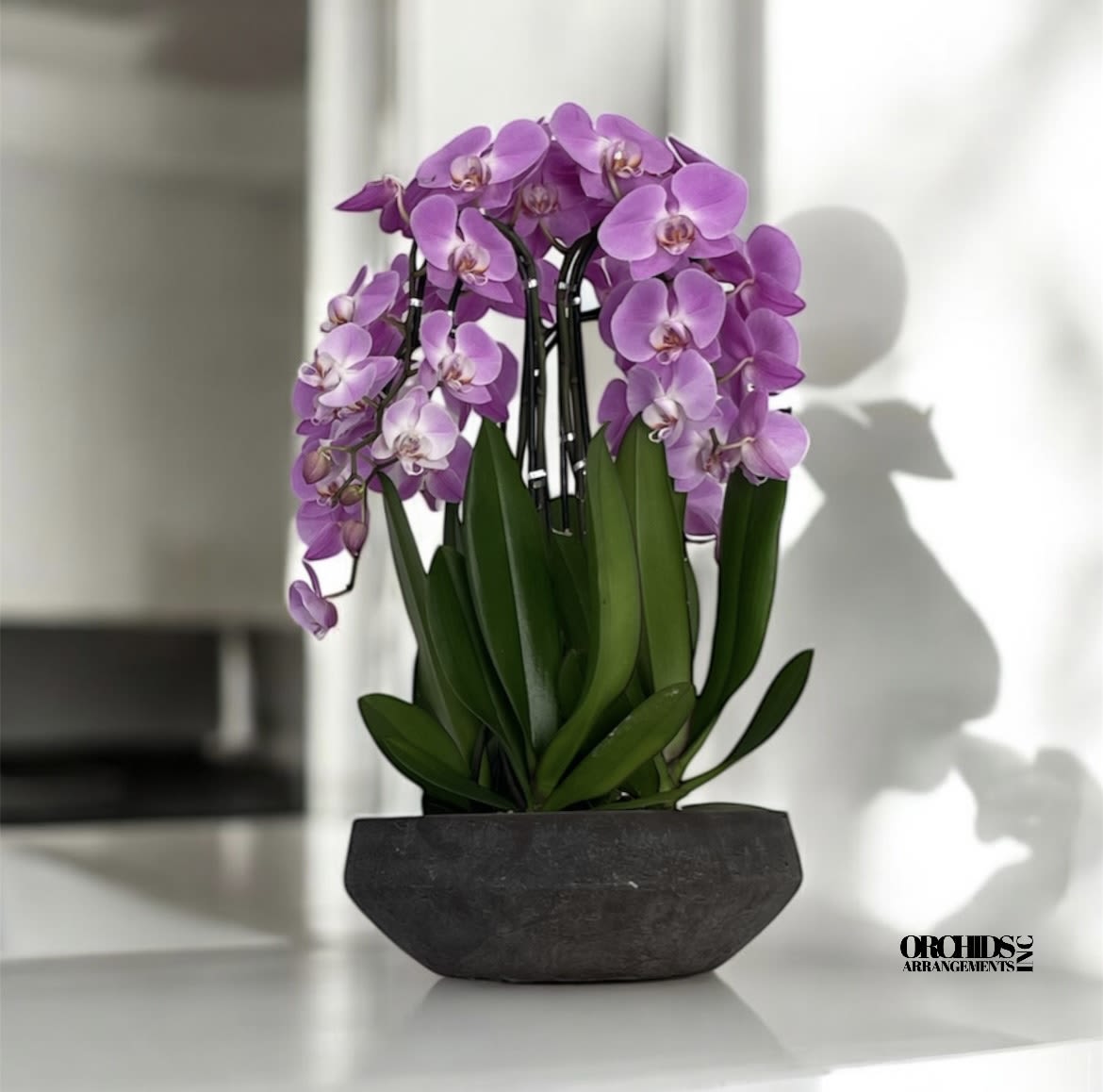 Fragrant Orchids Arrangements Miami - A high quality Six pink orchids arrangement with a vase 14&quot; D X 5&quot; T. An orchids arrangement deliver for any occasion design with fresh natural real beautiful Phalaenopsis cascade orchids plants minimalist decor.